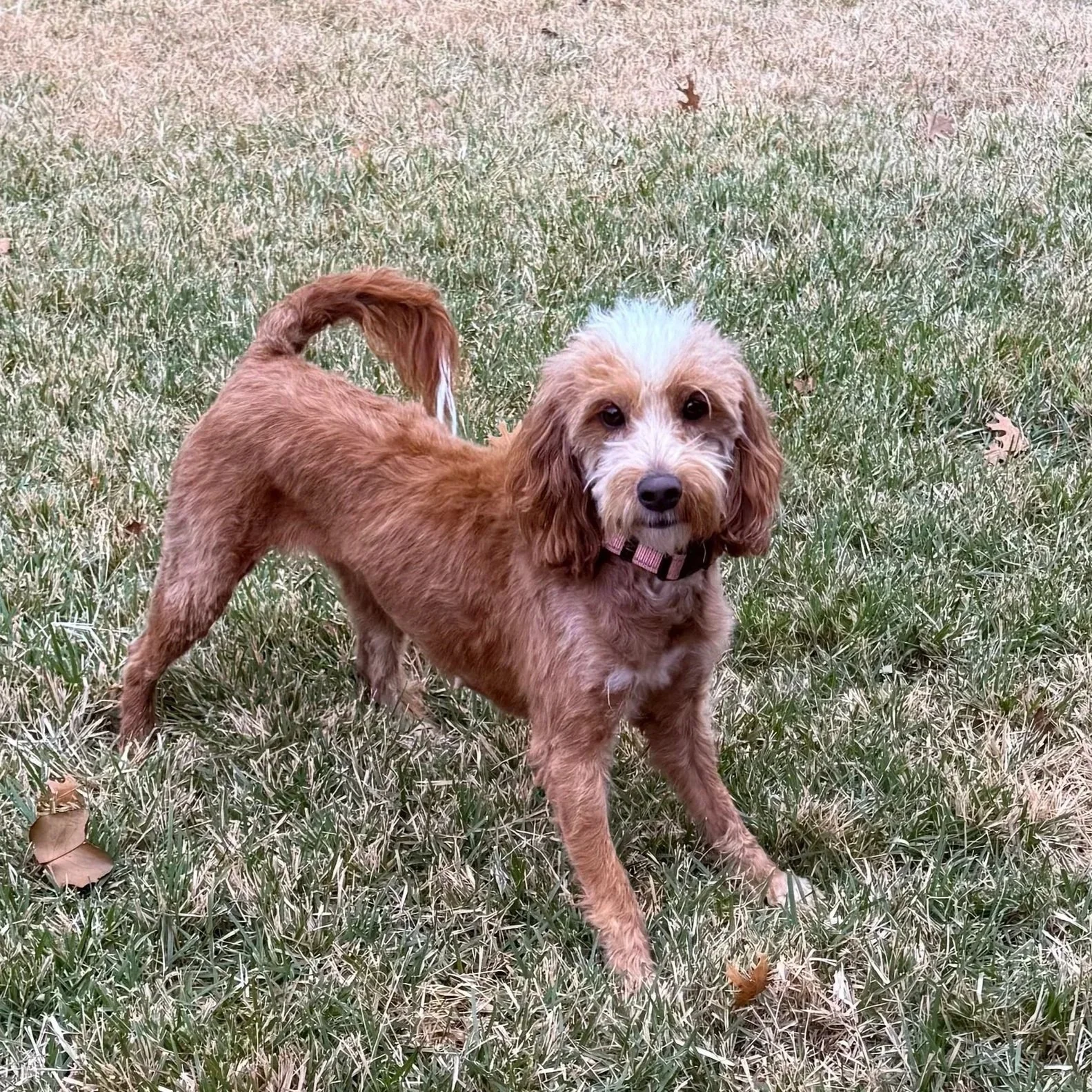 A small, light brown dog with floppy ears and a white patch on its forehead standing on a grassy area with some fallen leaves.
