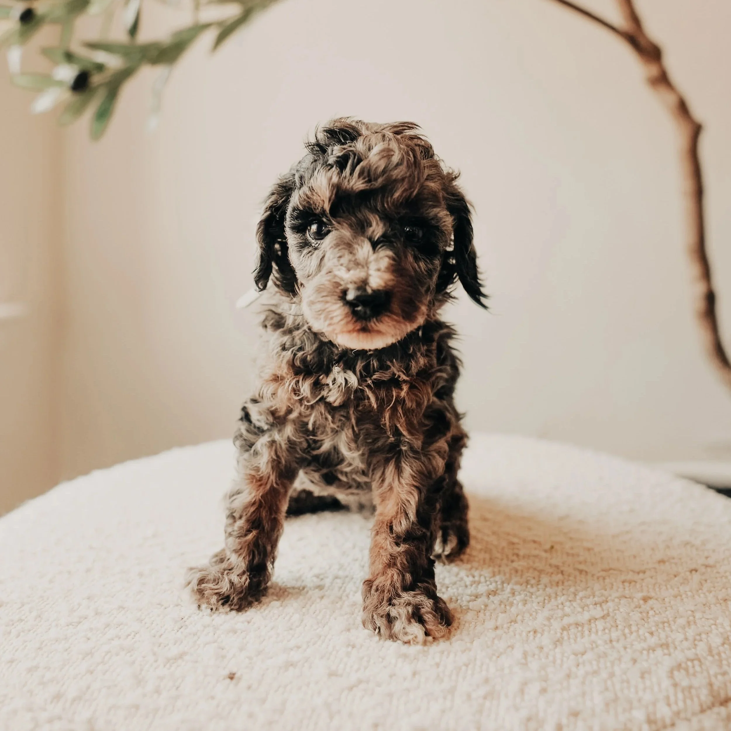 A cute, curly-haired puppy with a black and tan coat, sitting on a soft, cream-colored blanket, with a neutral background and a plant branch partially visible.