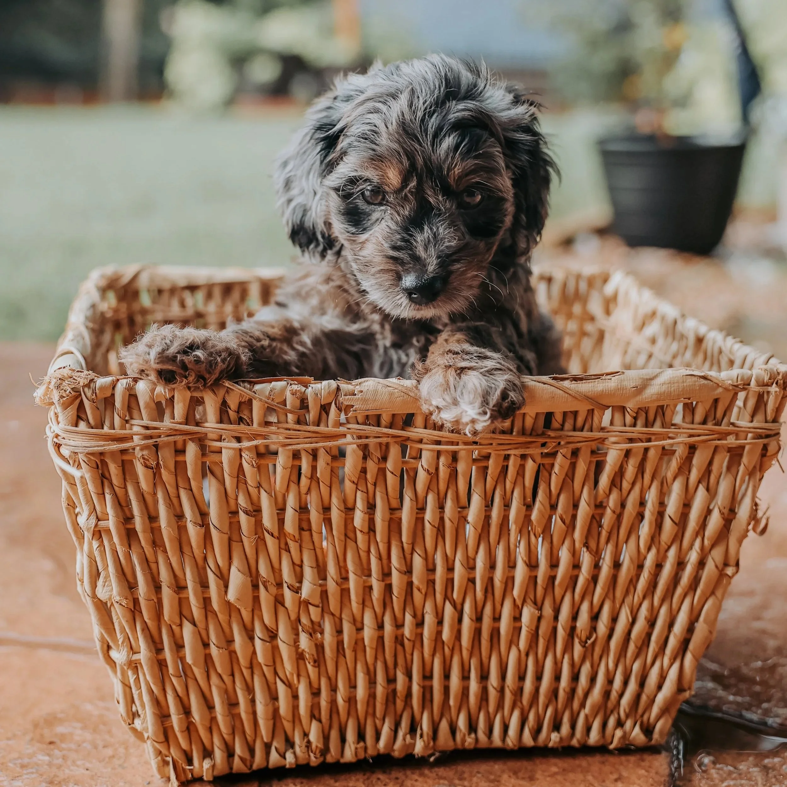 Blue Boy - Goldendoodle