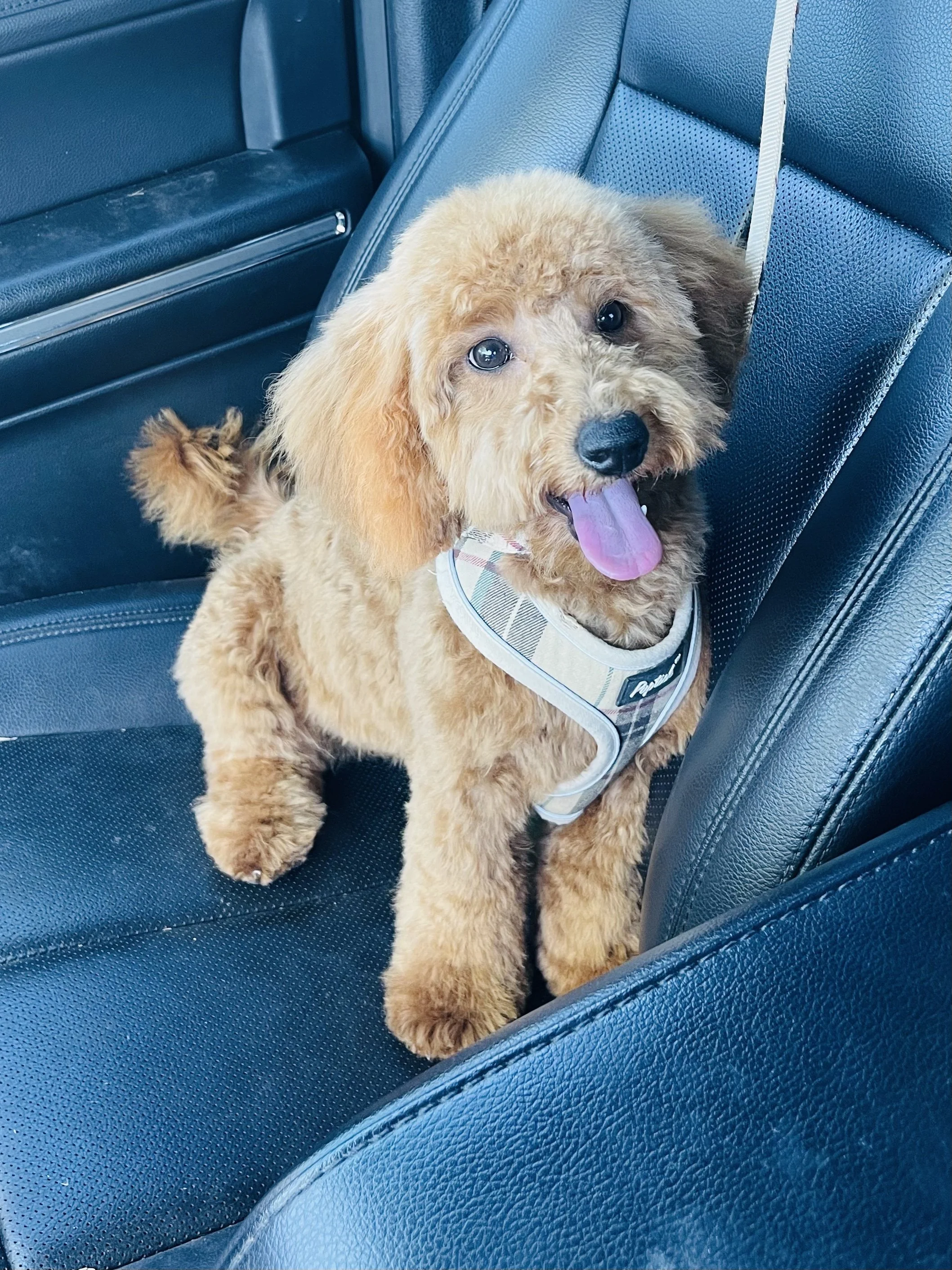 Maggie