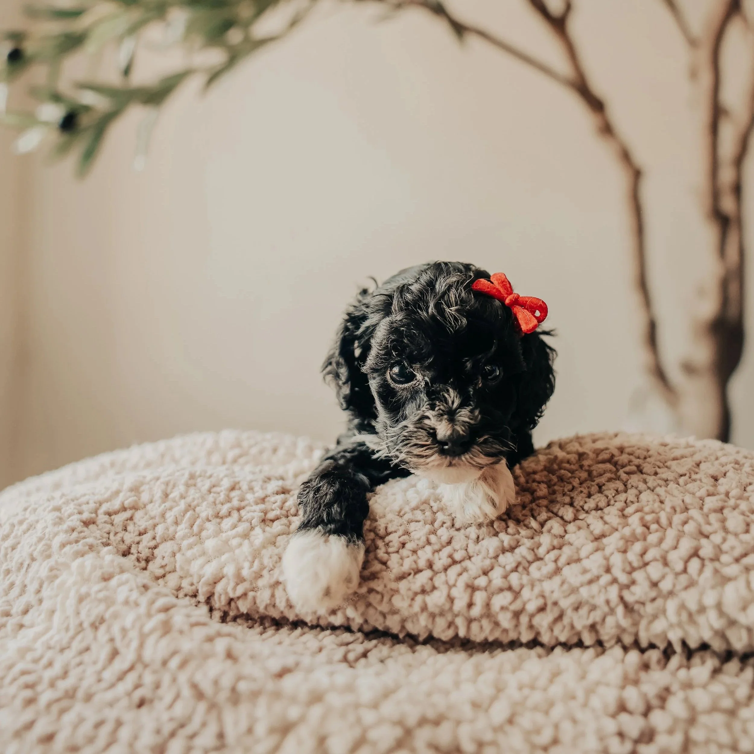 A small black and white puppy with a red bow on its head lying on a soft, plush beige blanket with a blurred background of a tree and leaves.