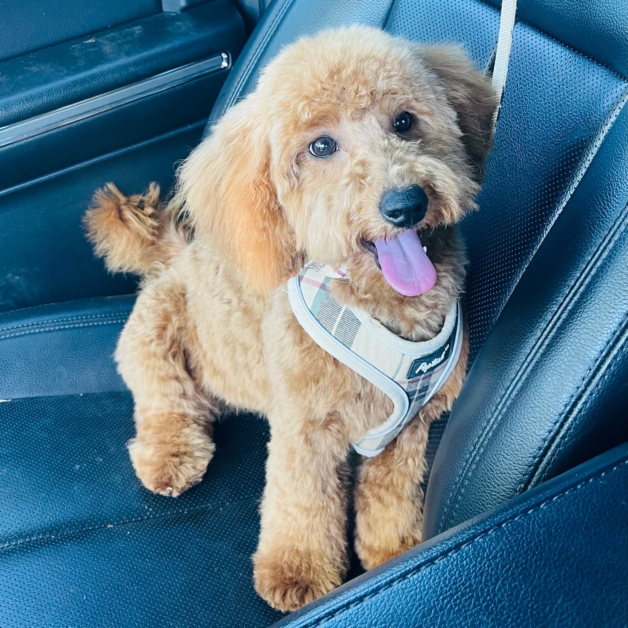 Maggie
