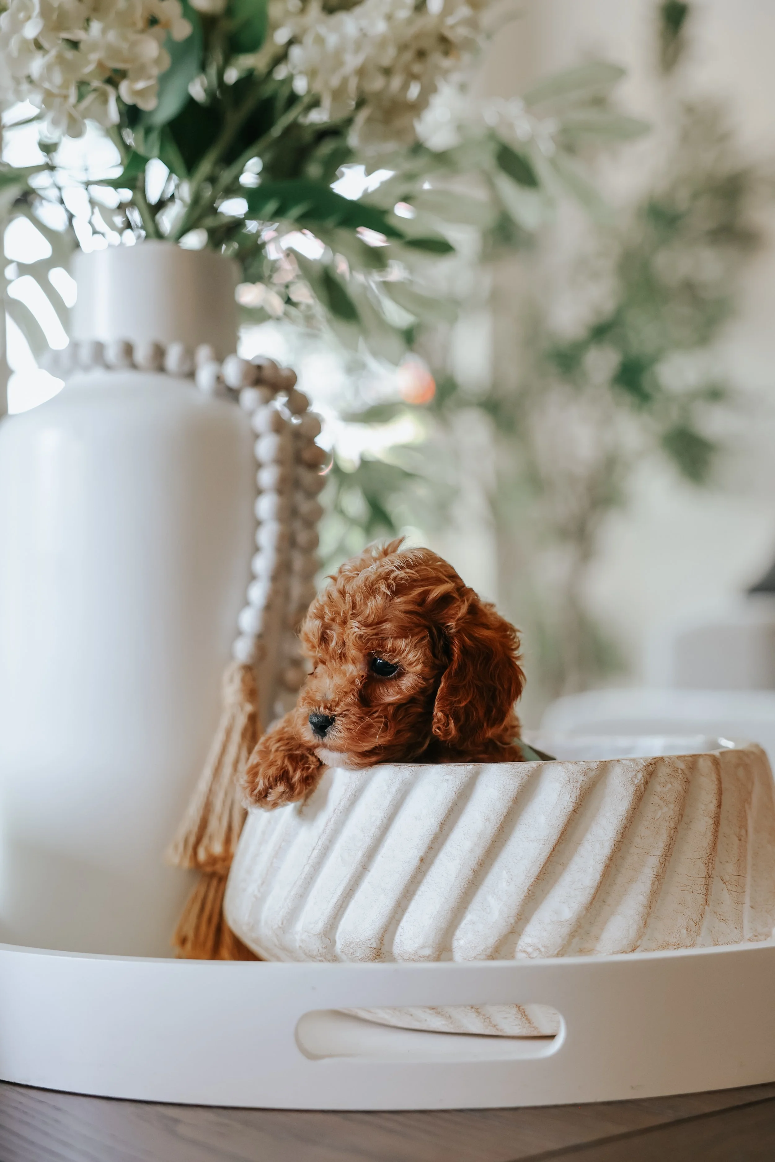 Teal Boy - Cavapoo