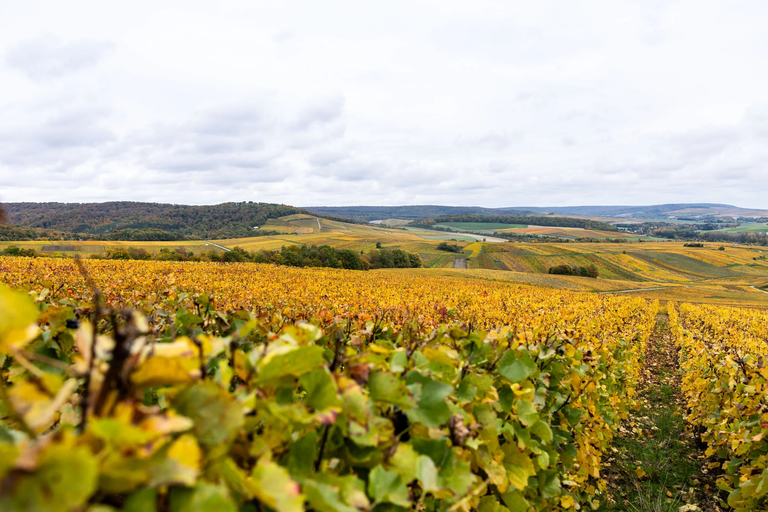 20251022_Champagnerreise_047_.jpeg