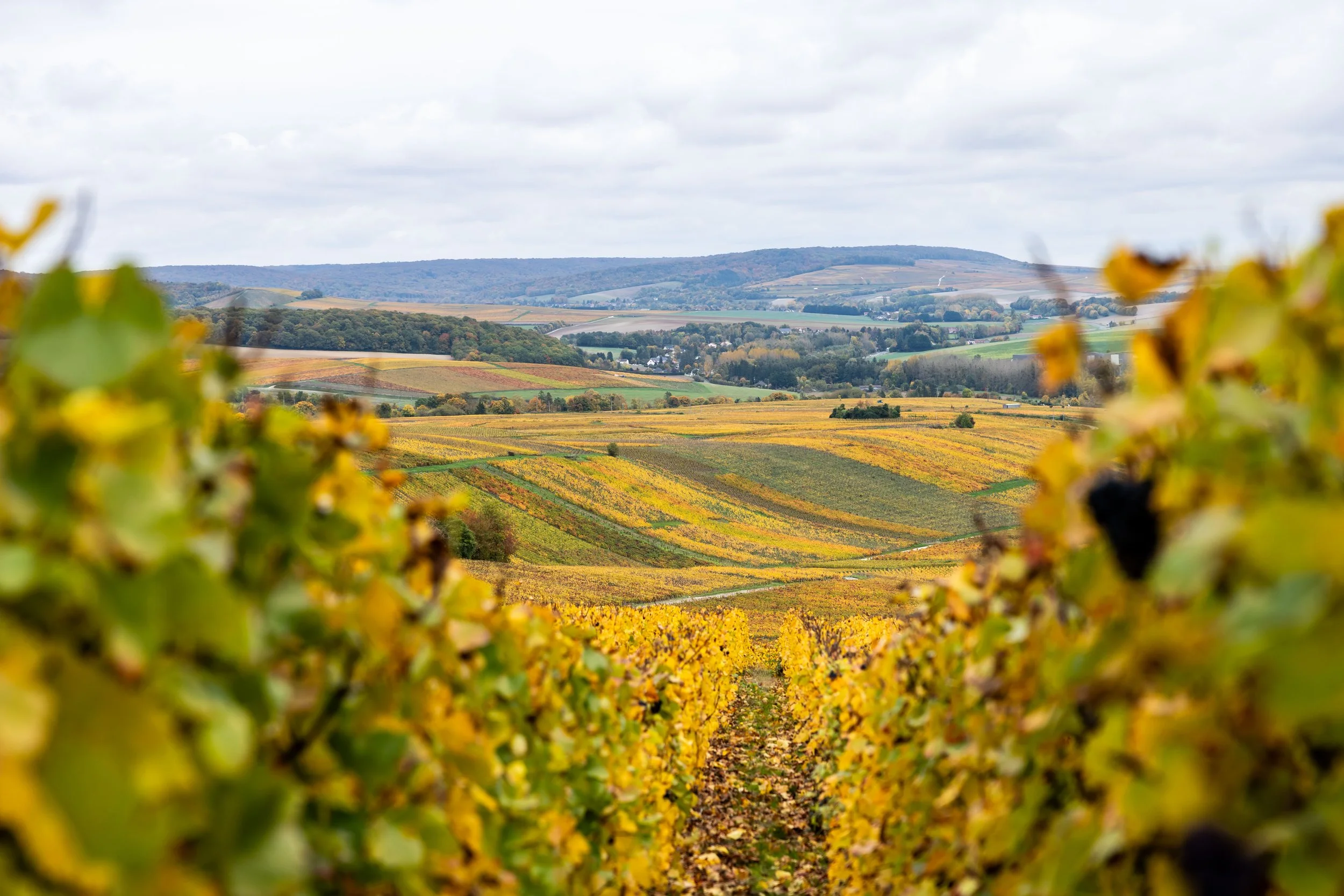 Reise in die Champagne!