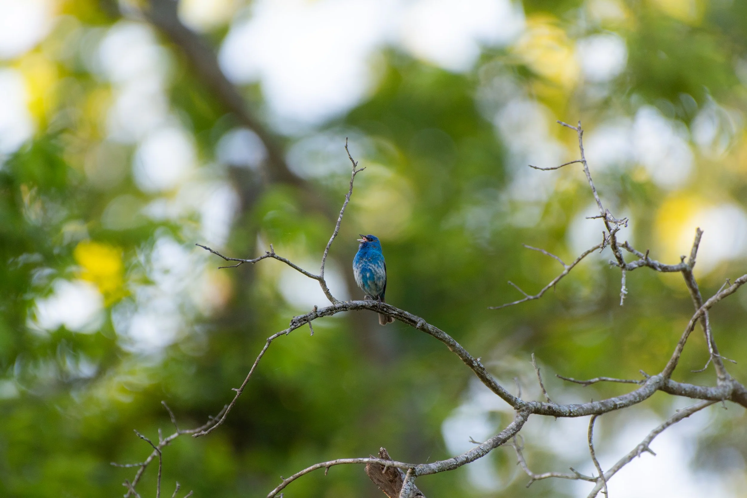 DSC_0078.jpg