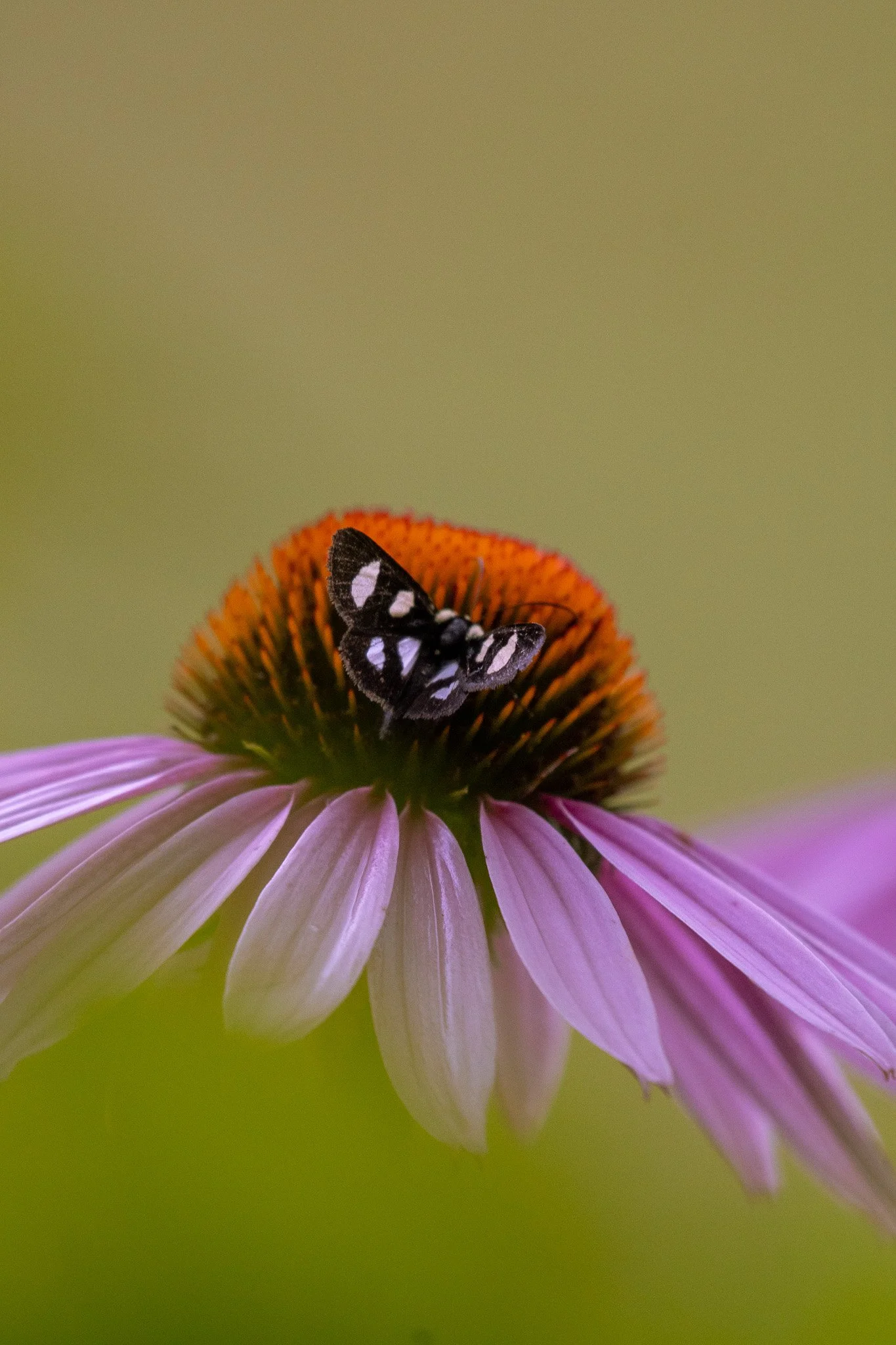 DSC_8025.jpg