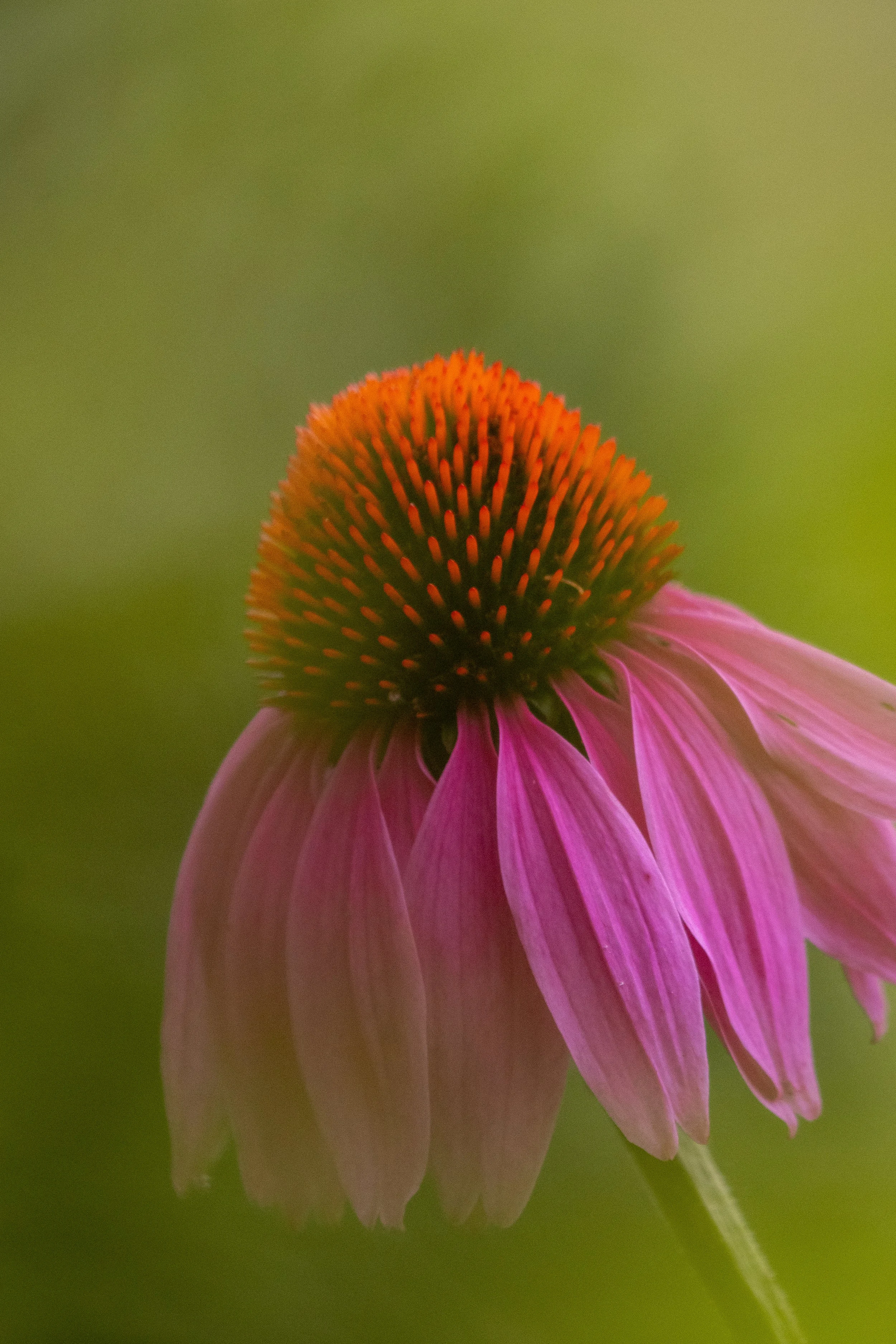 DSC_8086.jpg