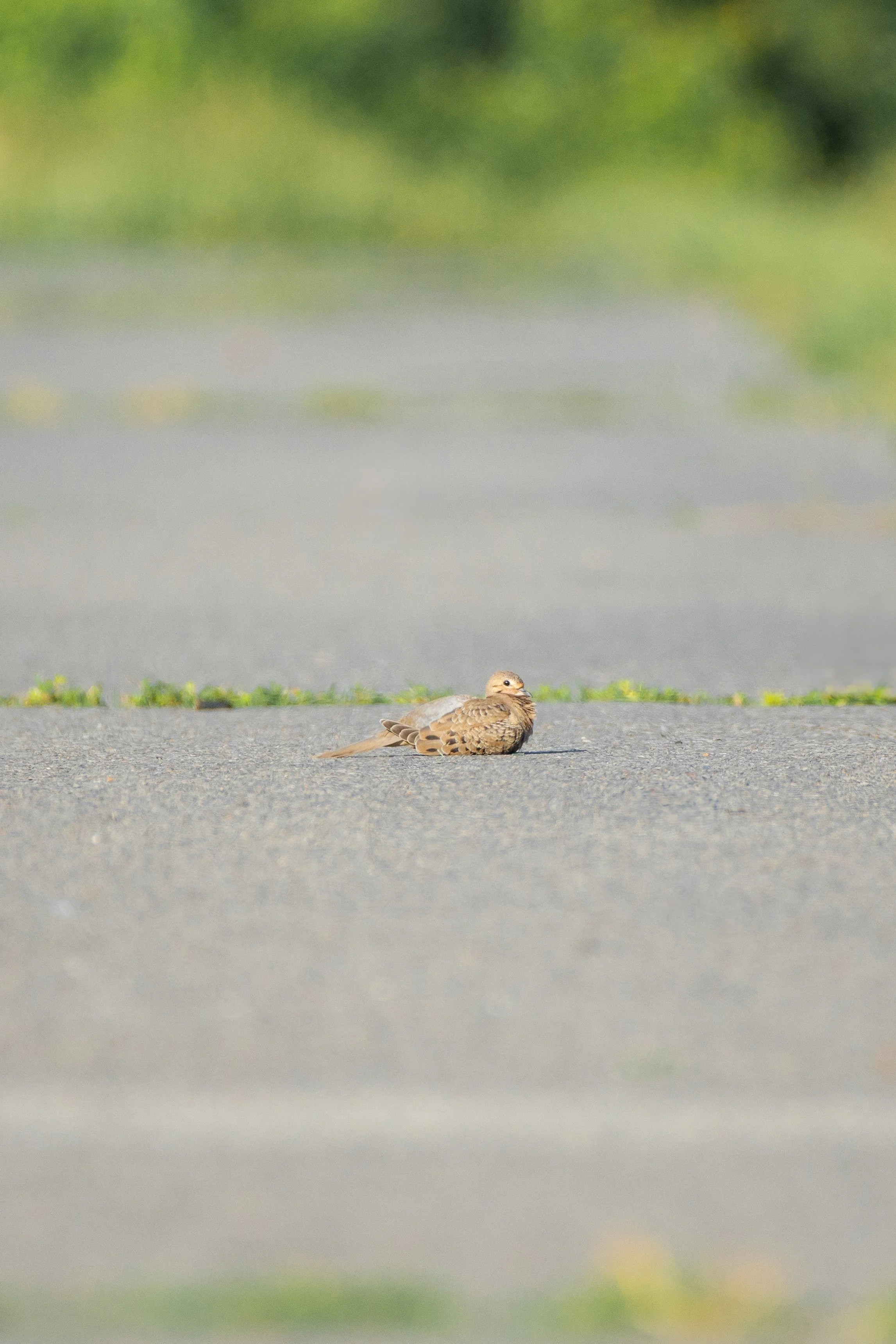 DSC_0053.jpg