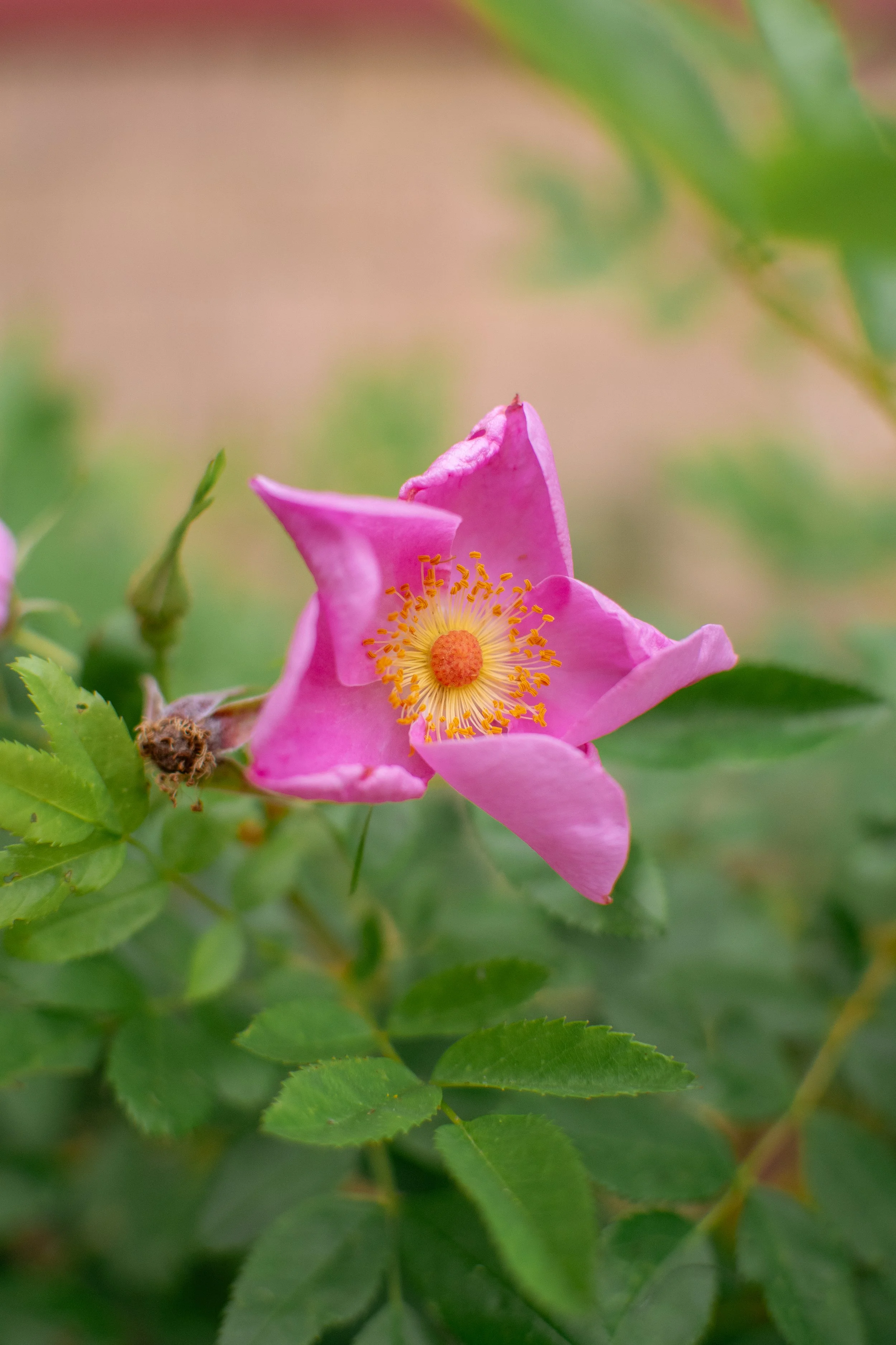 DSC_7985.jpg