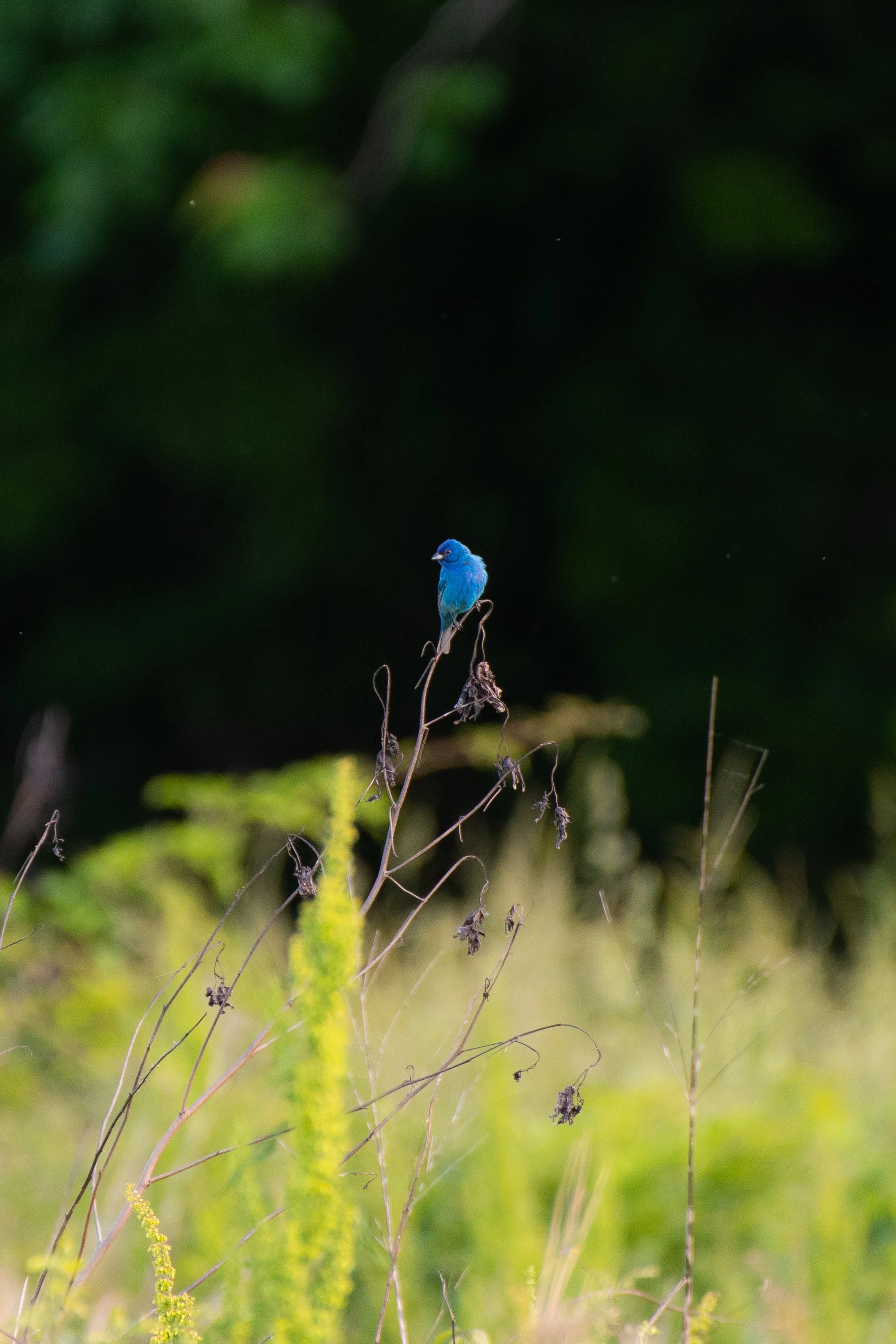 DSC_9965.jpg