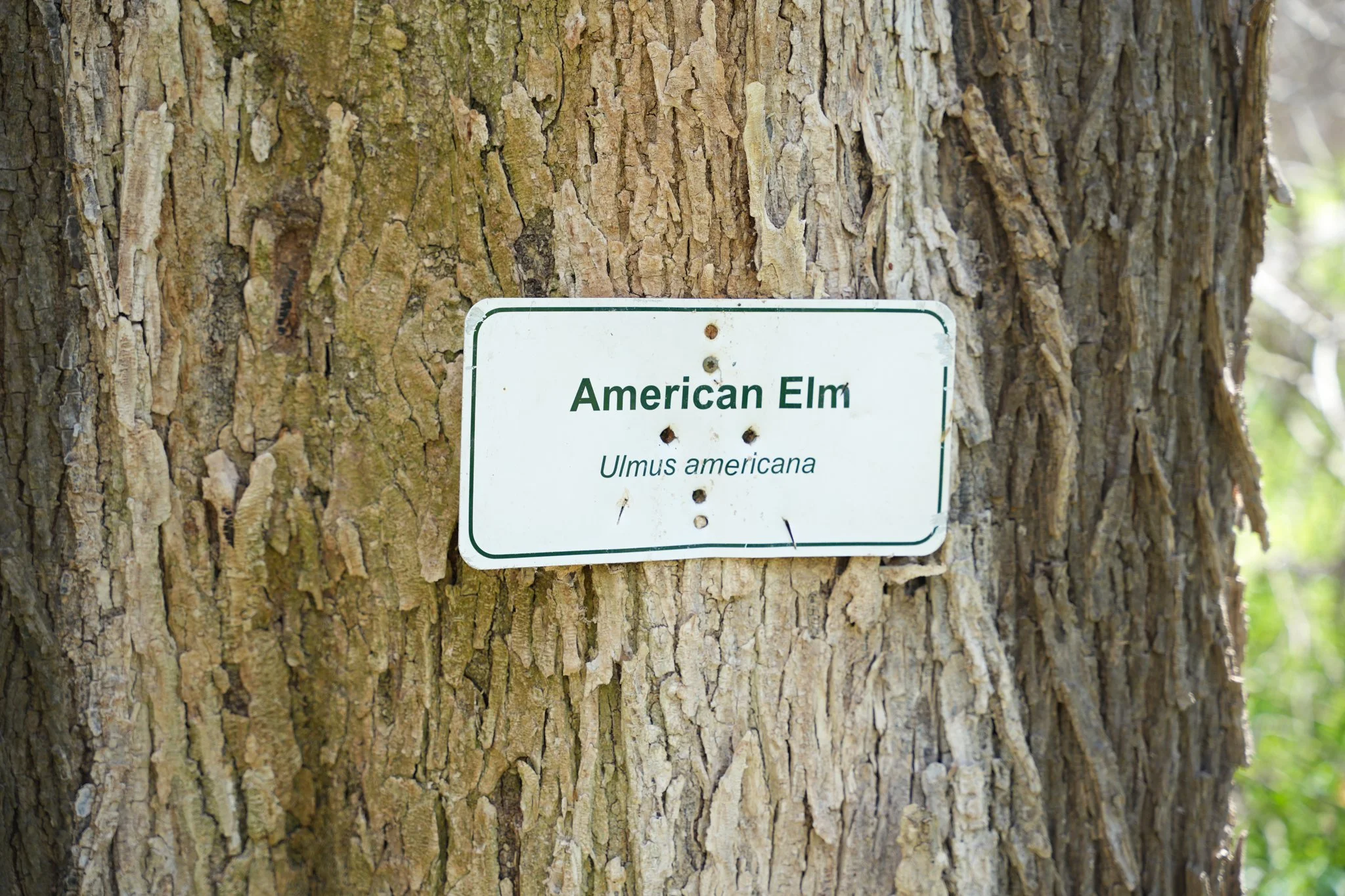 american-elm-colorado-river-refuge.jpg