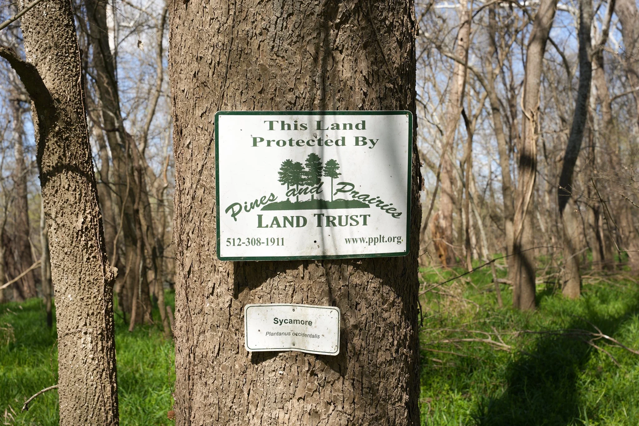 sycamore-colorado-river-refuge.jpg