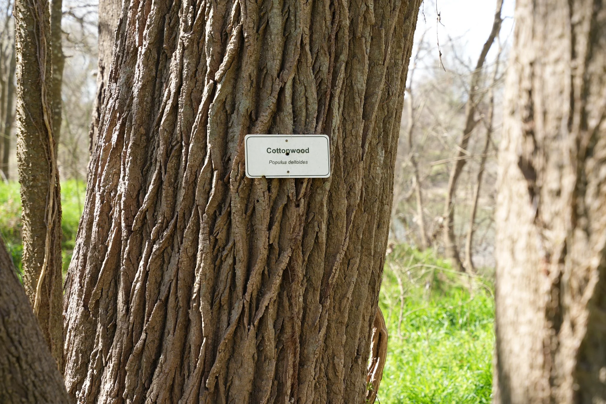 cottonwood-colorado-river-refuge.jpg