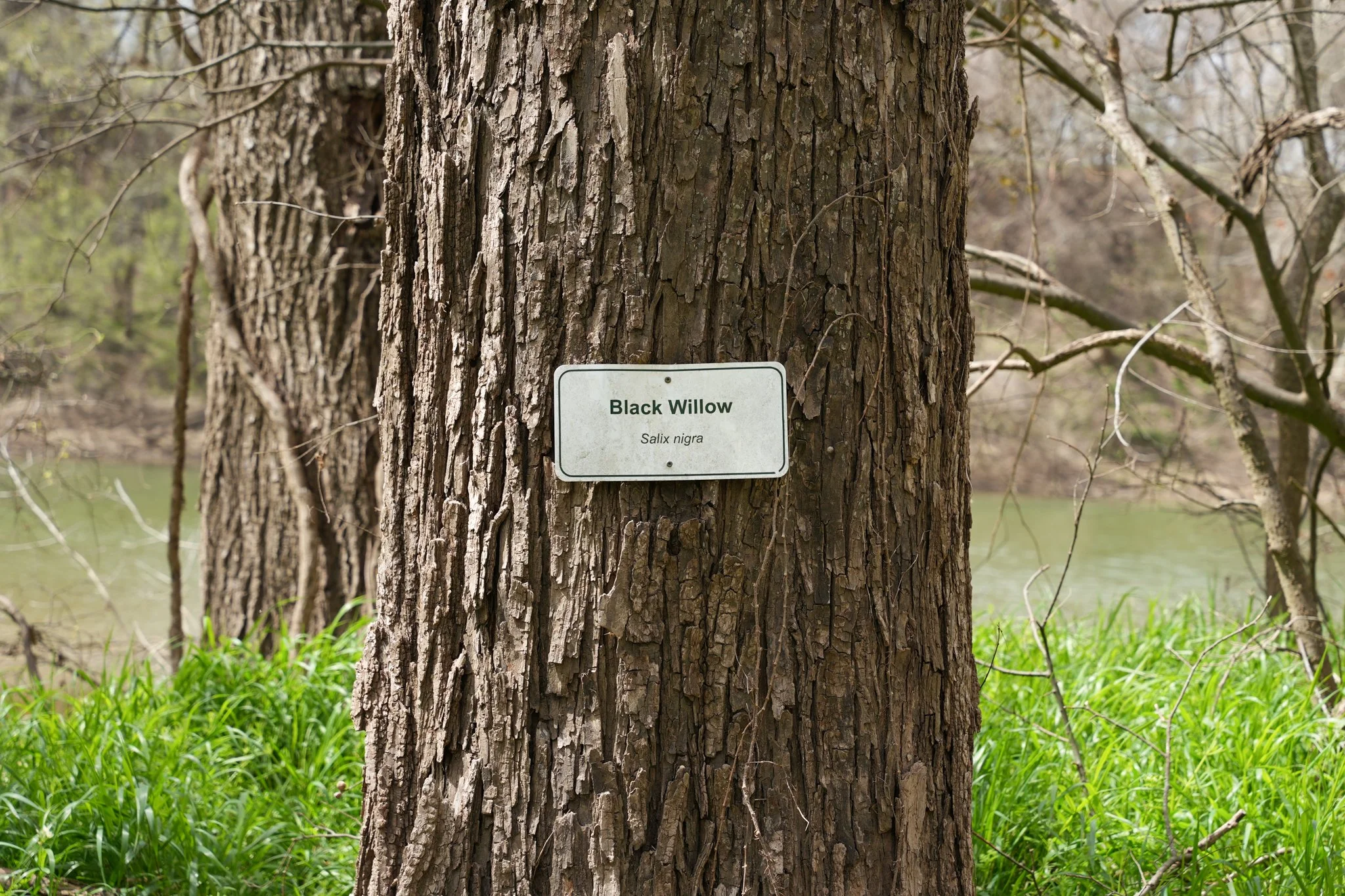 black-willow-colorado-river-refuge.jpg