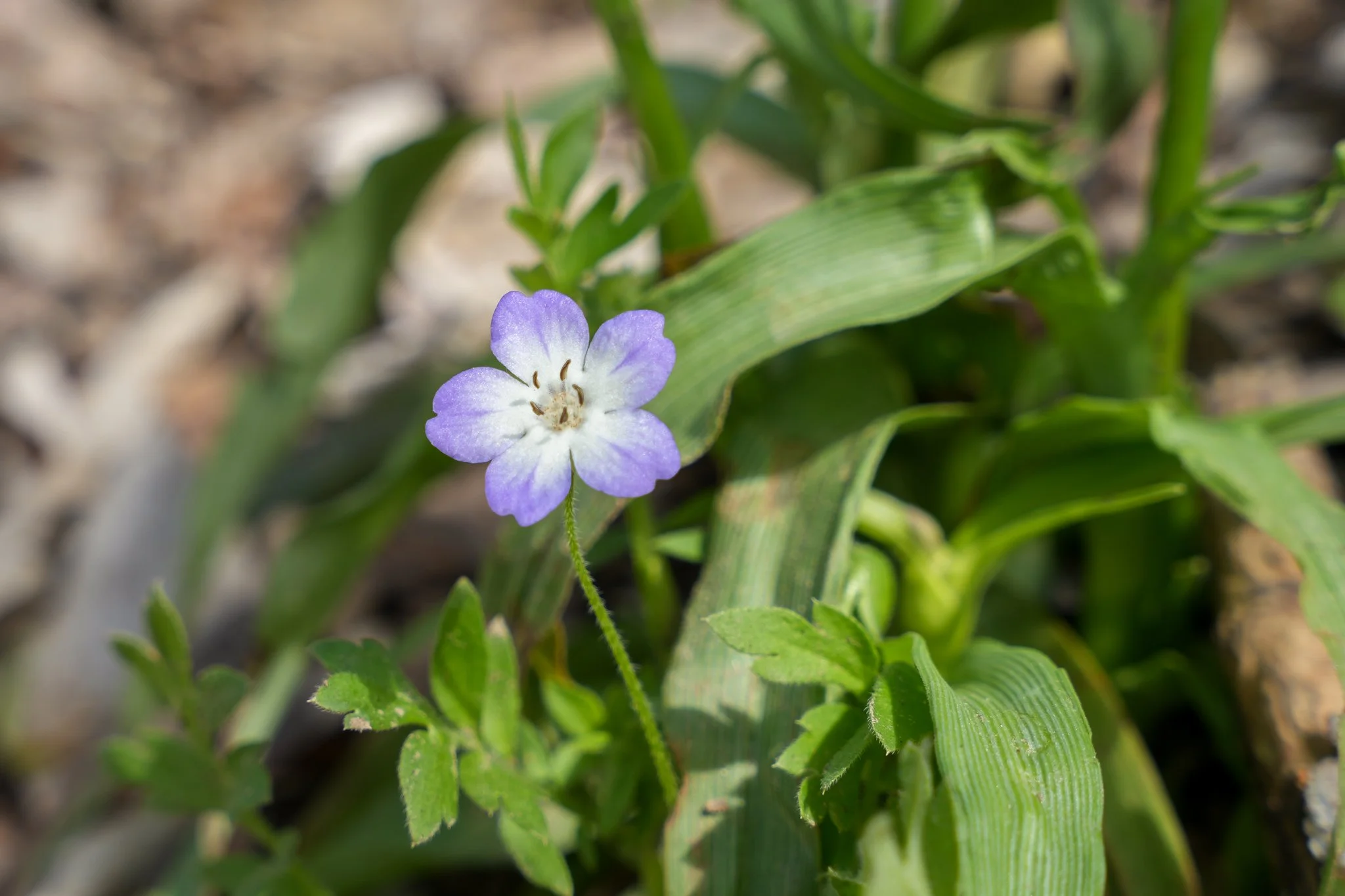 baby-blue-eyes-colorado-river-refuge.jpg