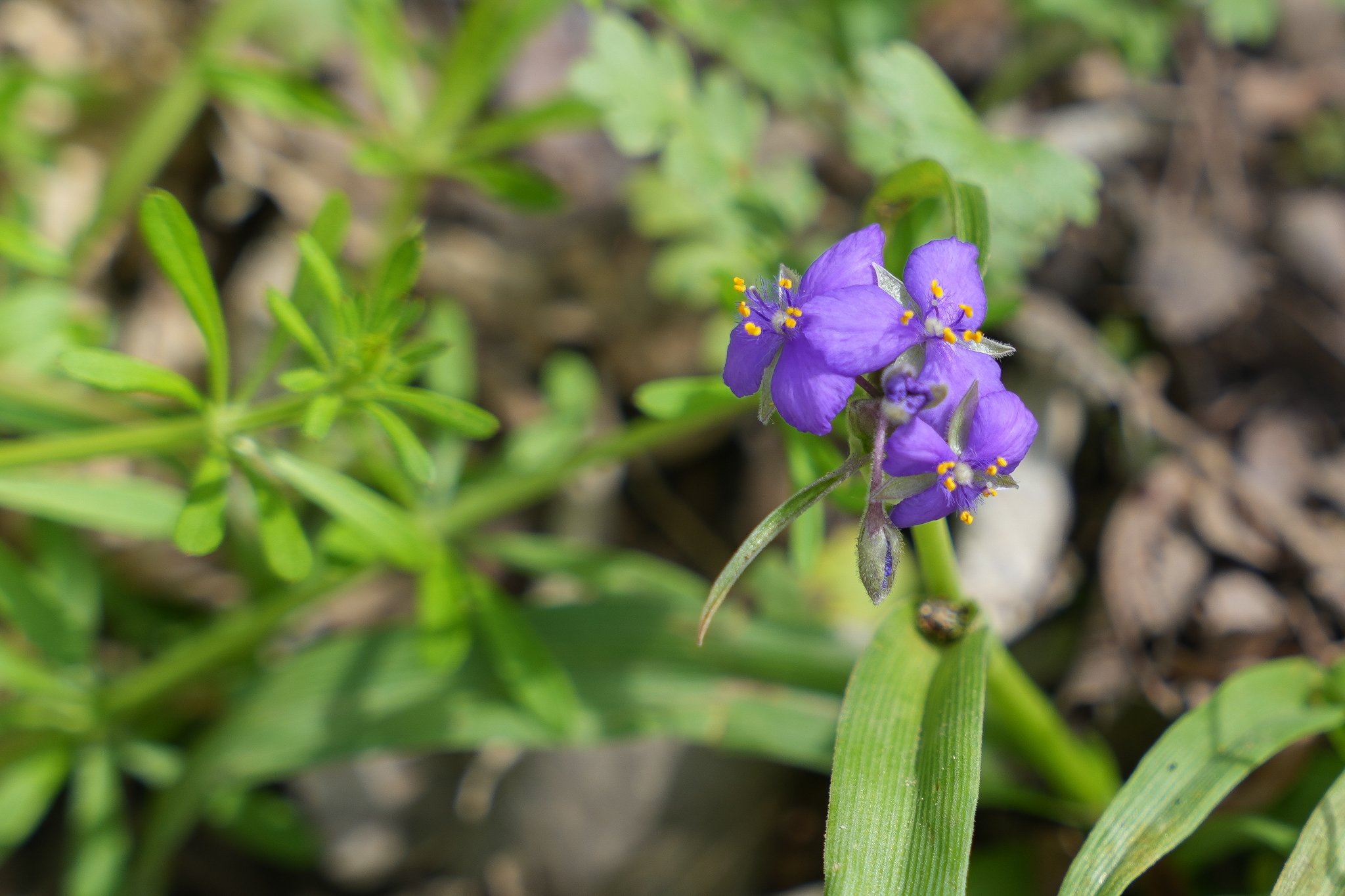 spiderwort-colorado-river-refuge.jpg
