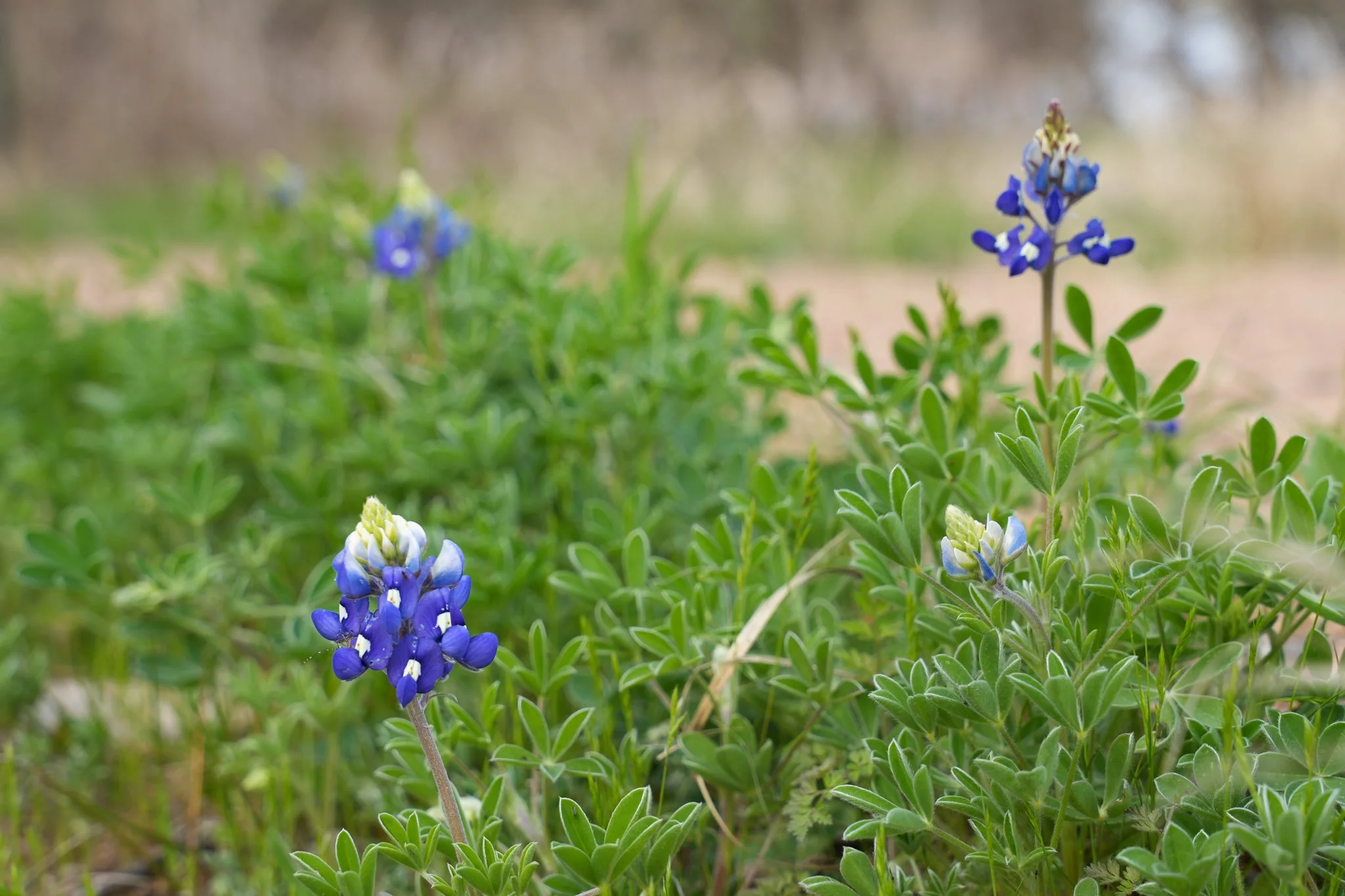 bluebonnet-colorado-river-refuge.jpg