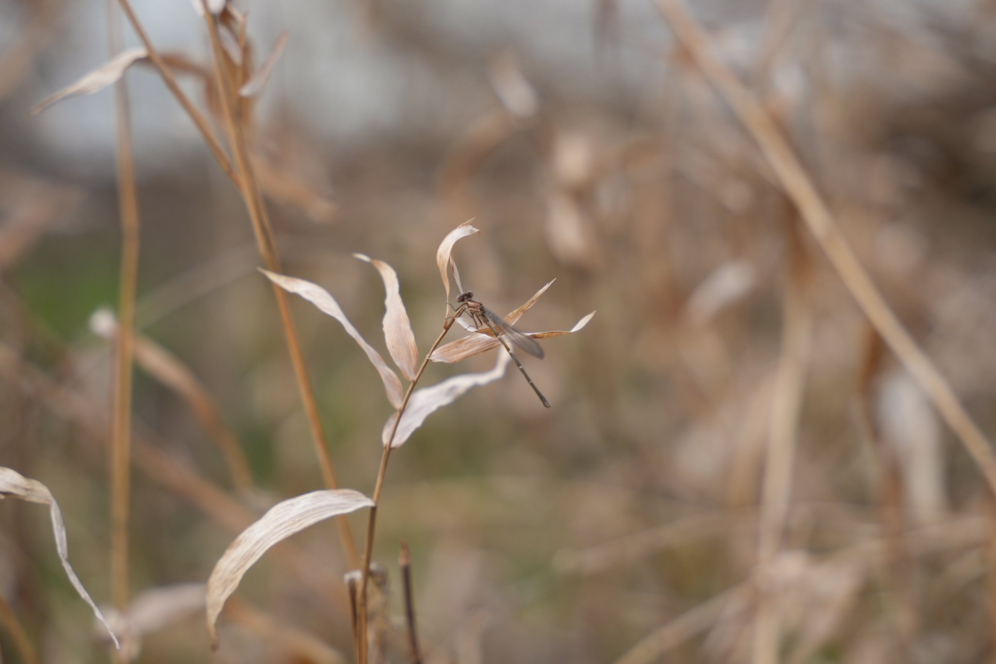 dragonfly-colorado-river-refuge.jpg