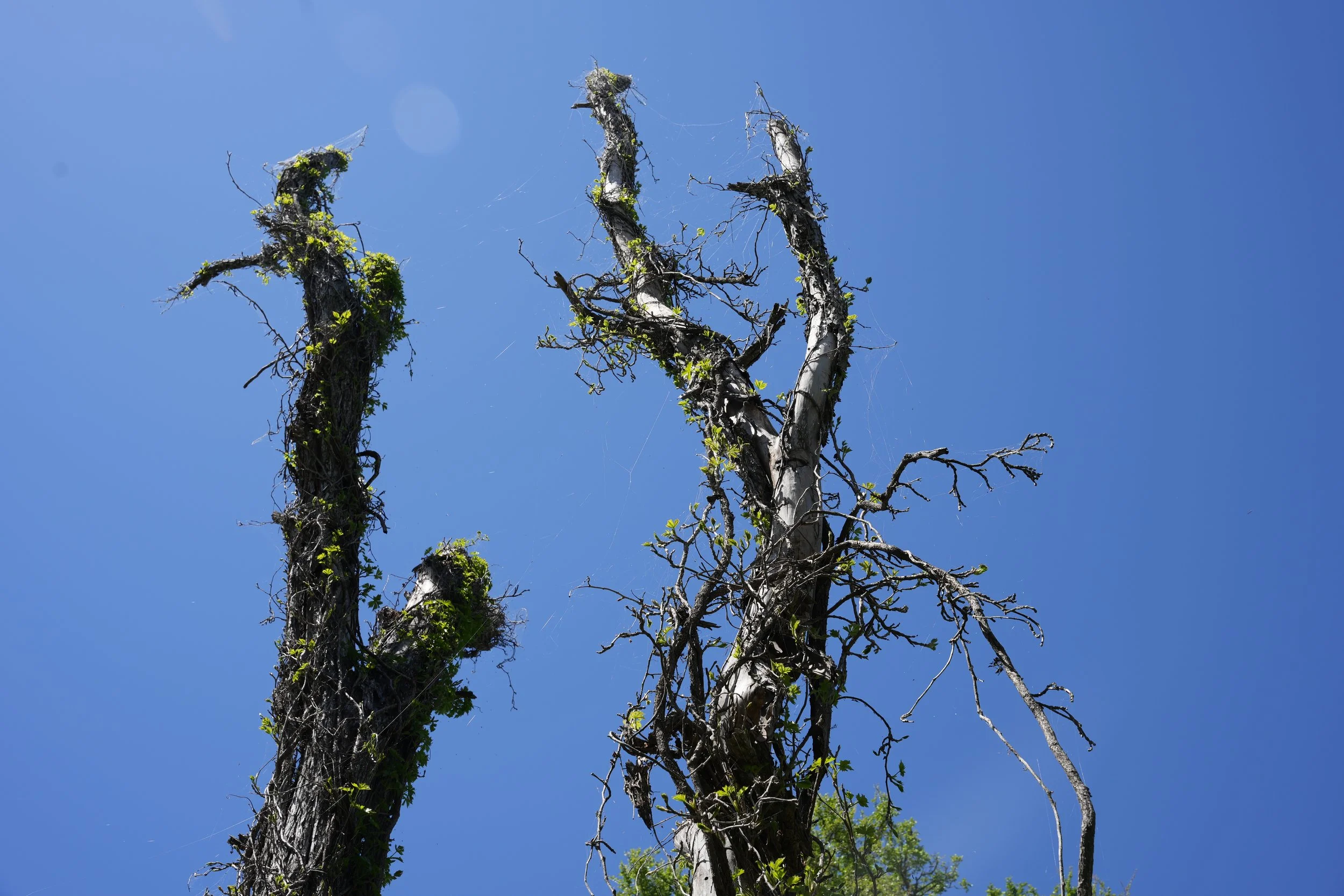 Dragonfly Trailhead and Cliffhanger Trail - The Colorado River Refuge