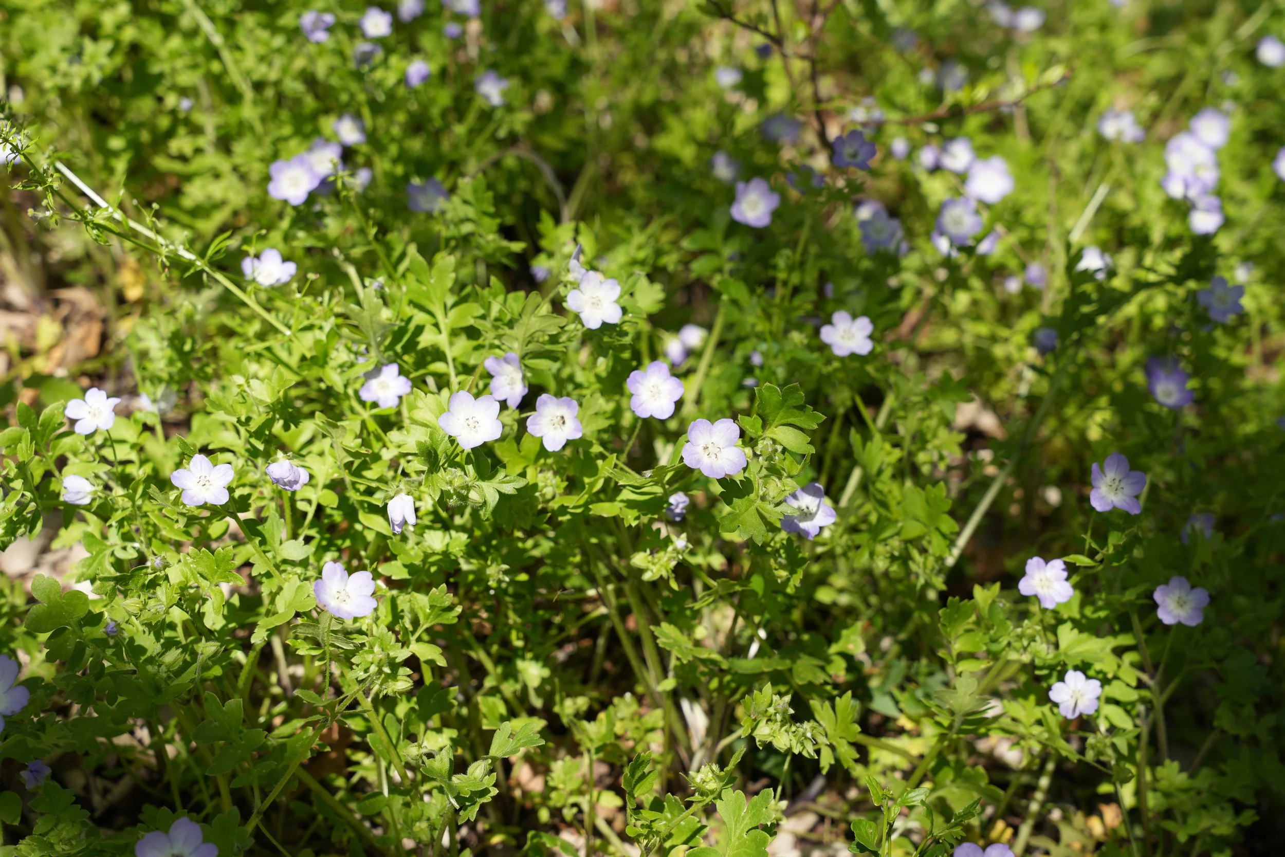 A group of Texas Baby Blue Eyes on the Baja Cliffhanger Trail in the Colorado River Refuge located in Bastrop, Texas.