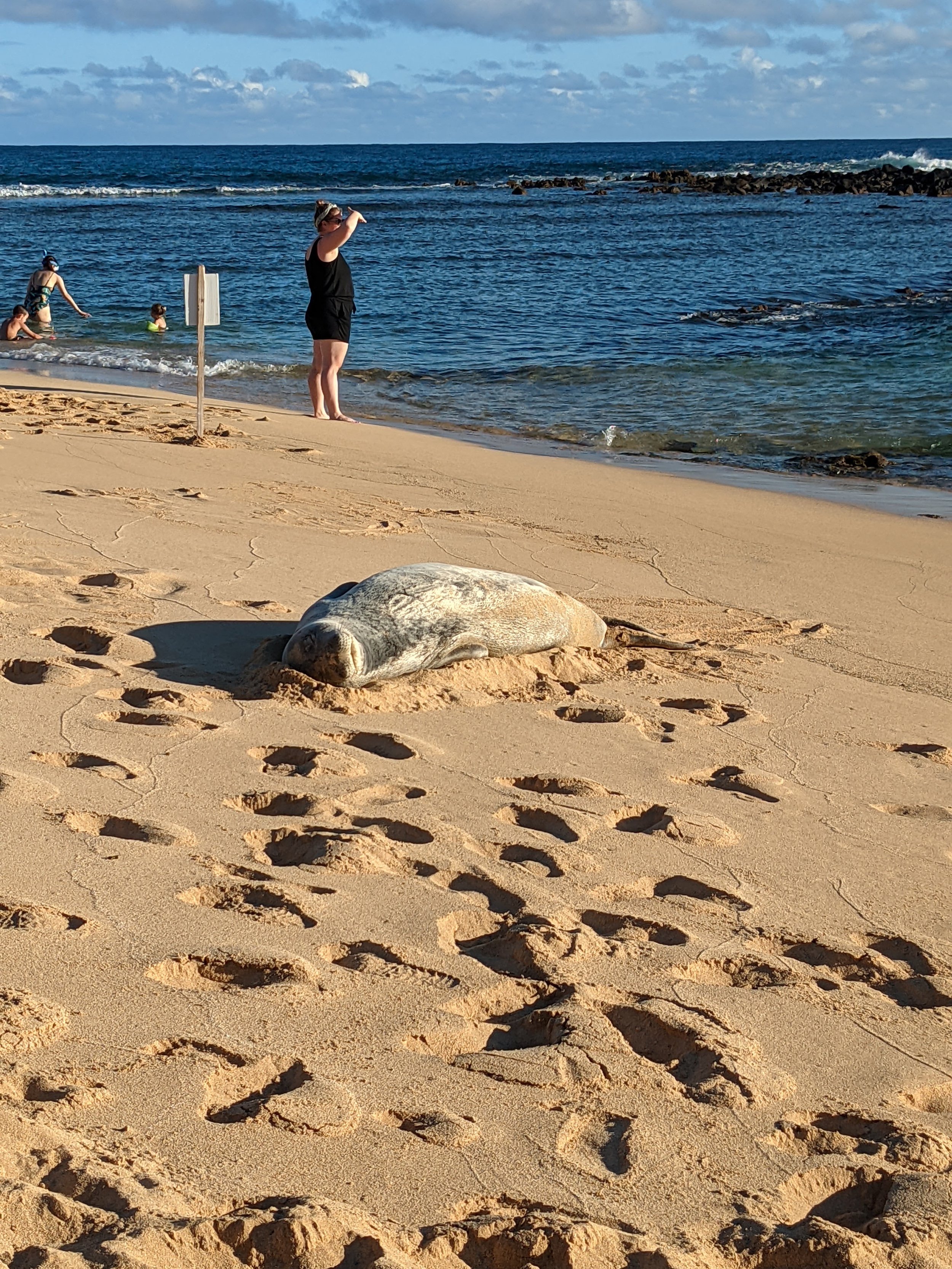 Hawaii Monk Seal
