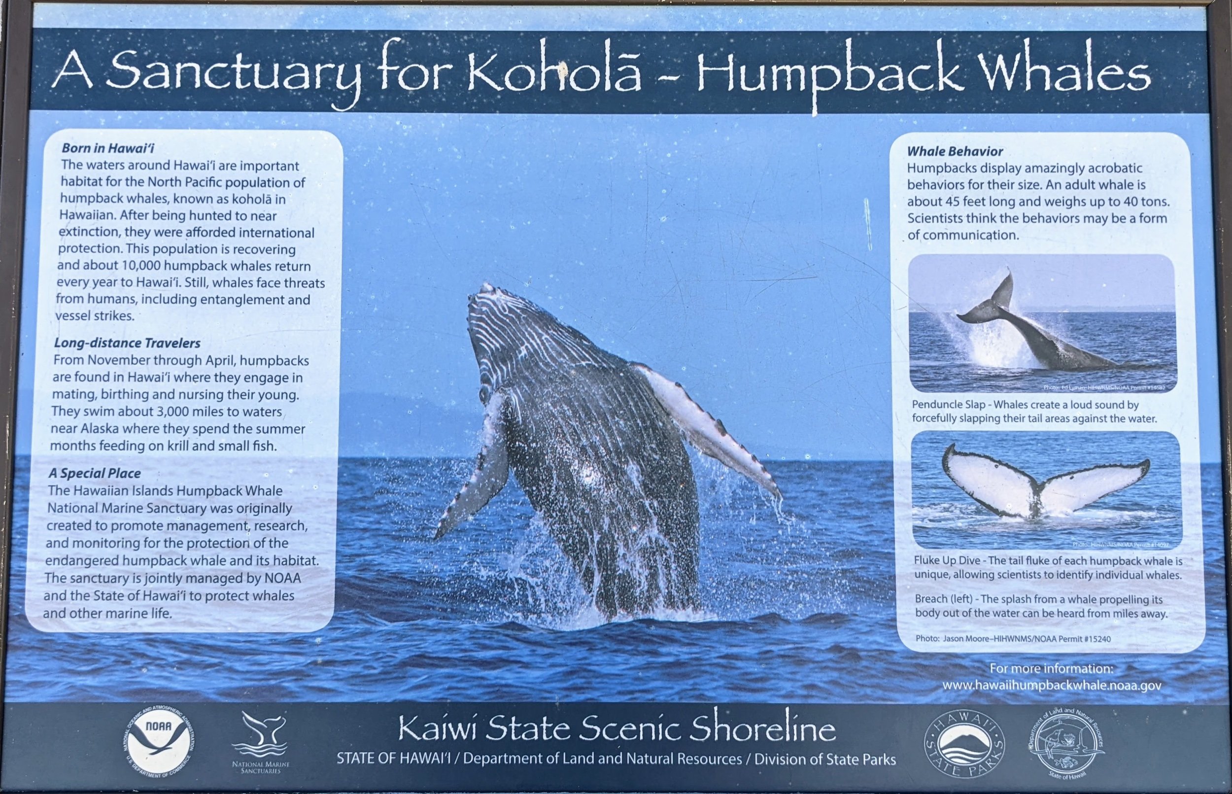  Humpback Whale (Kohola) Sanctuary, Kaiwi Channel 