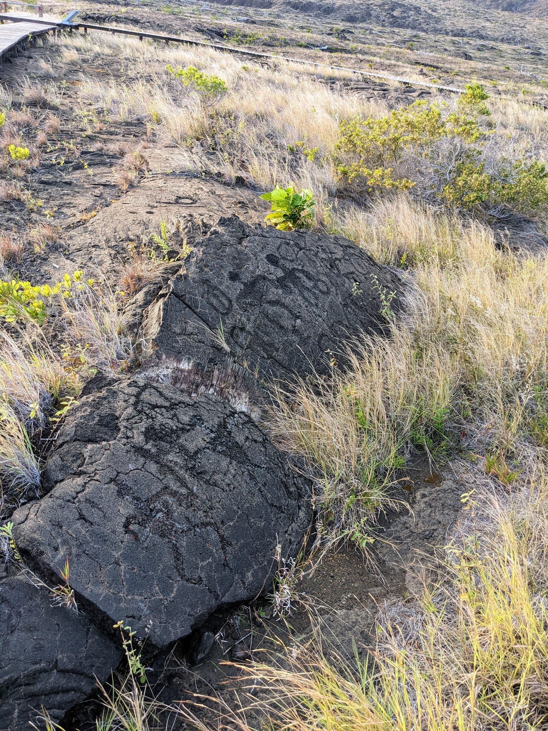  A Collection of Petroglyphs at Puuloa 