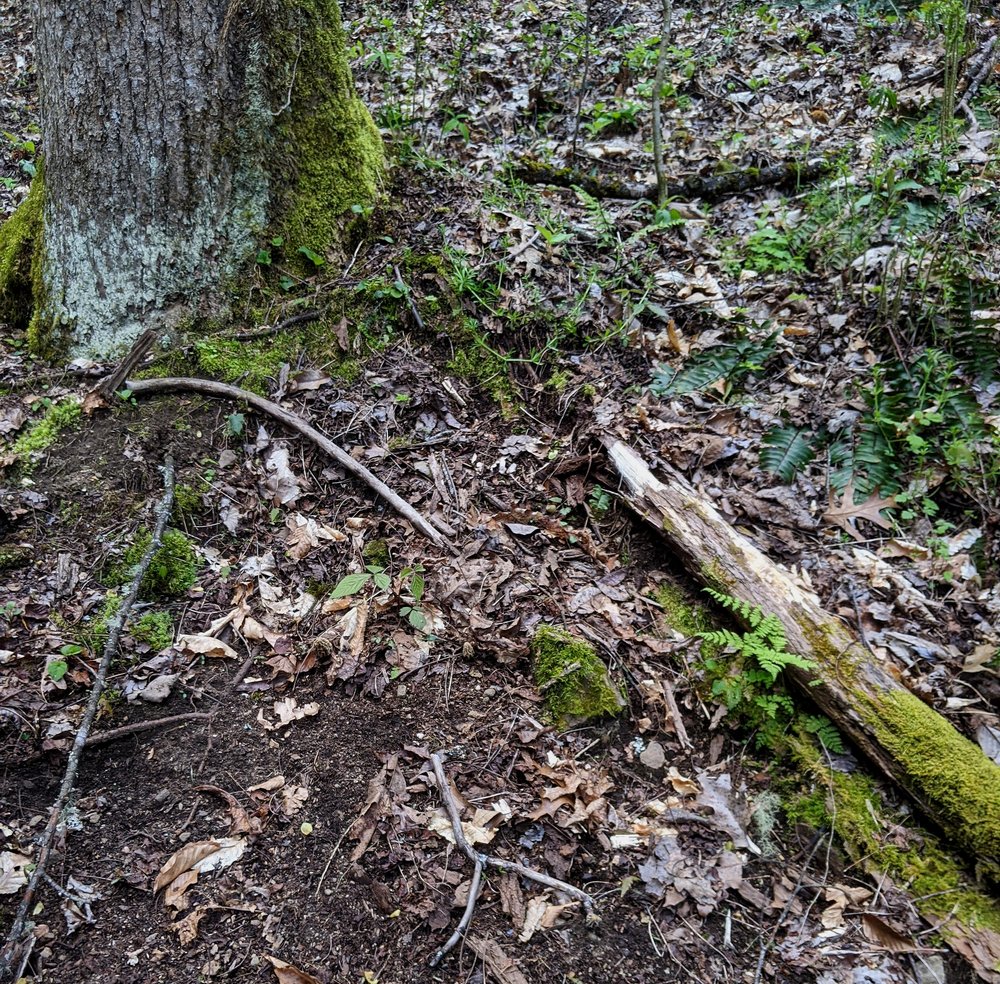 3 Morels Hidden