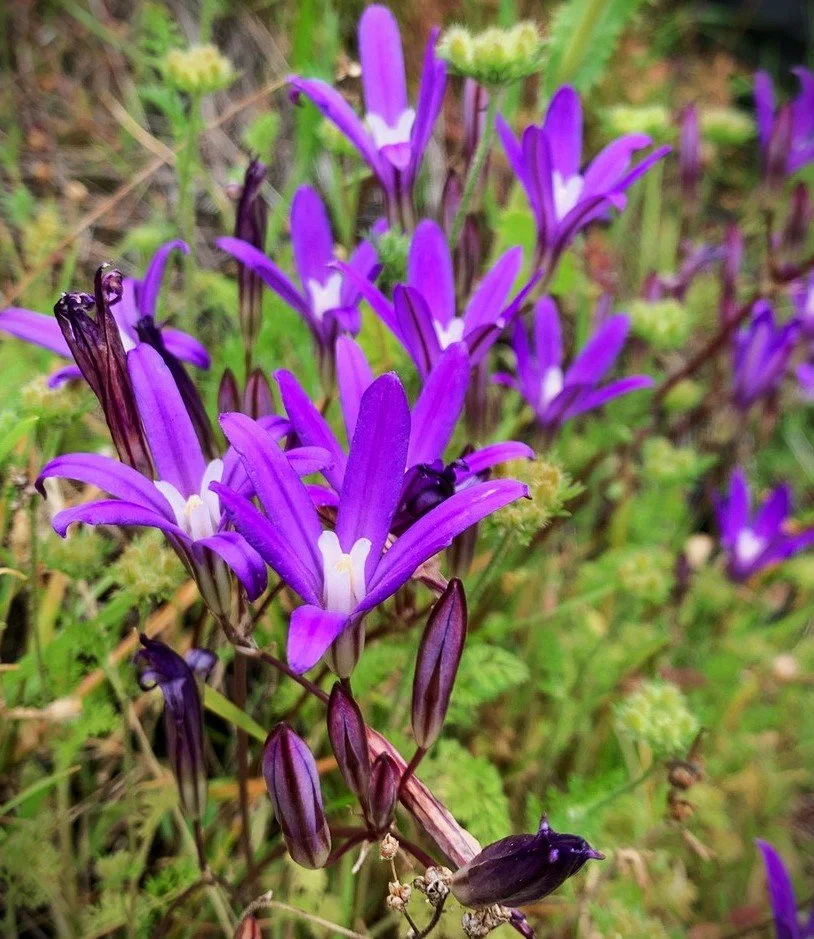 brodiaea many2.jpg