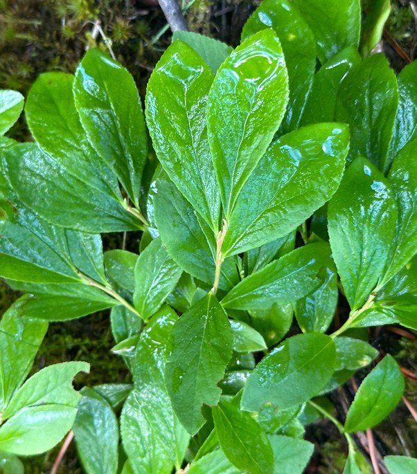 vaccesp leaves.jpg