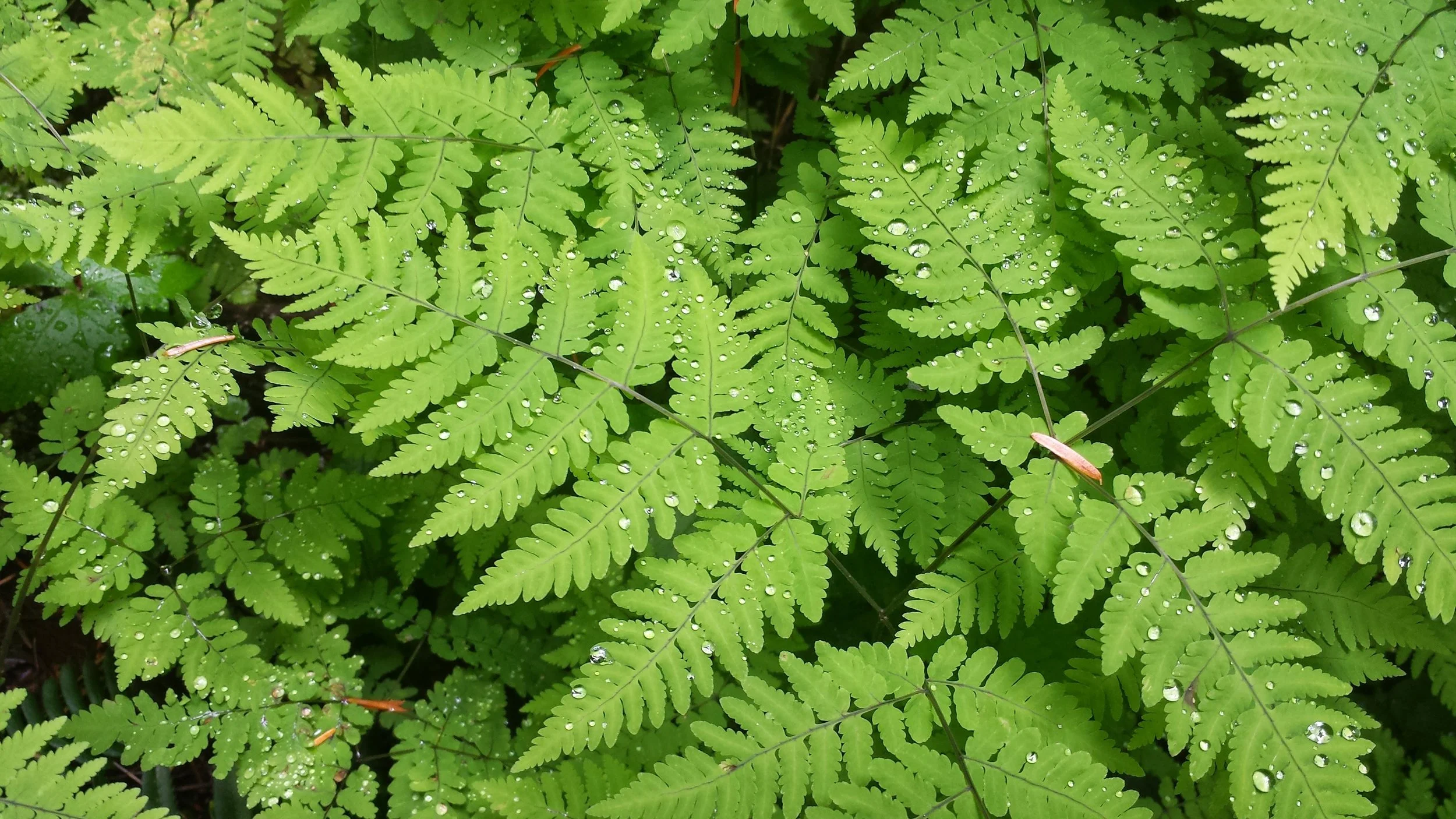 Dryopteris expansa (Spreading Wood-fern) (1 gal)