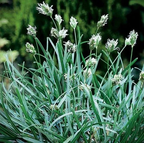 Sesleria caerulea (Blue Moor Grass)