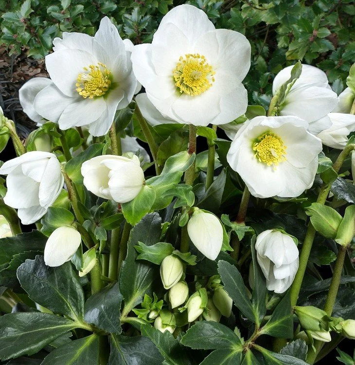 Helleborus-HGC-Jasper.jpg