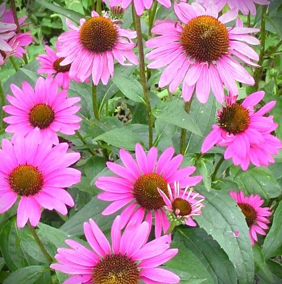 Echinacea 'Ruby Star' (Ruby Star Purple Coneflower) 4-in.
