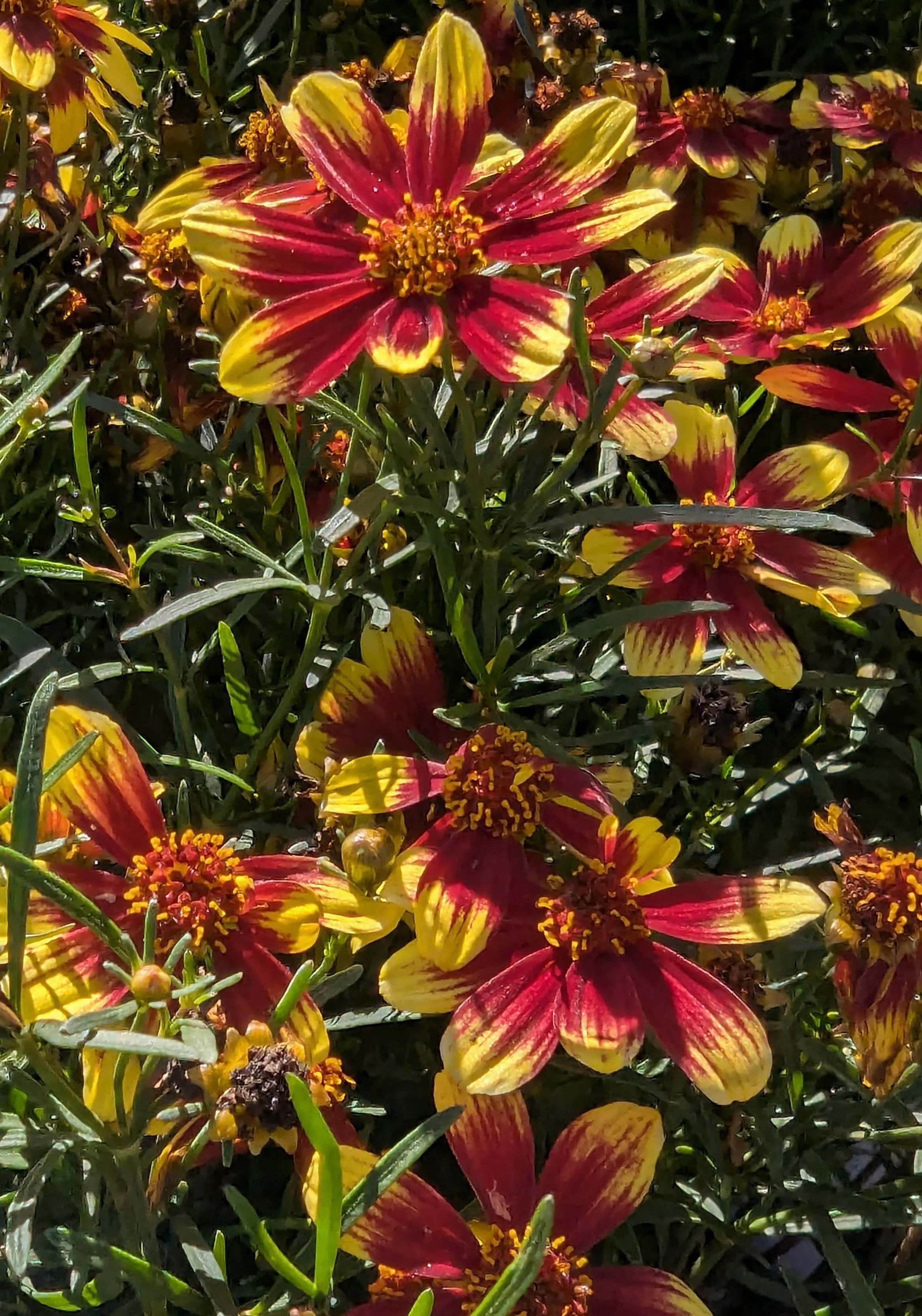 coreopsis bt eg4 foliage.jpg