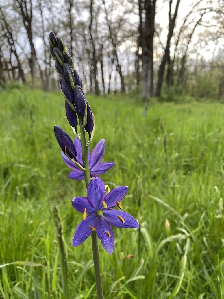 Camassia leichtlinii (Giant Camas) 1 gal