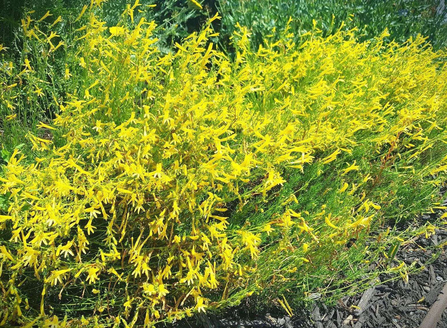 pens pin yellow1.jpg