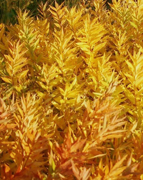 amsonia blue ice fall color.jpg