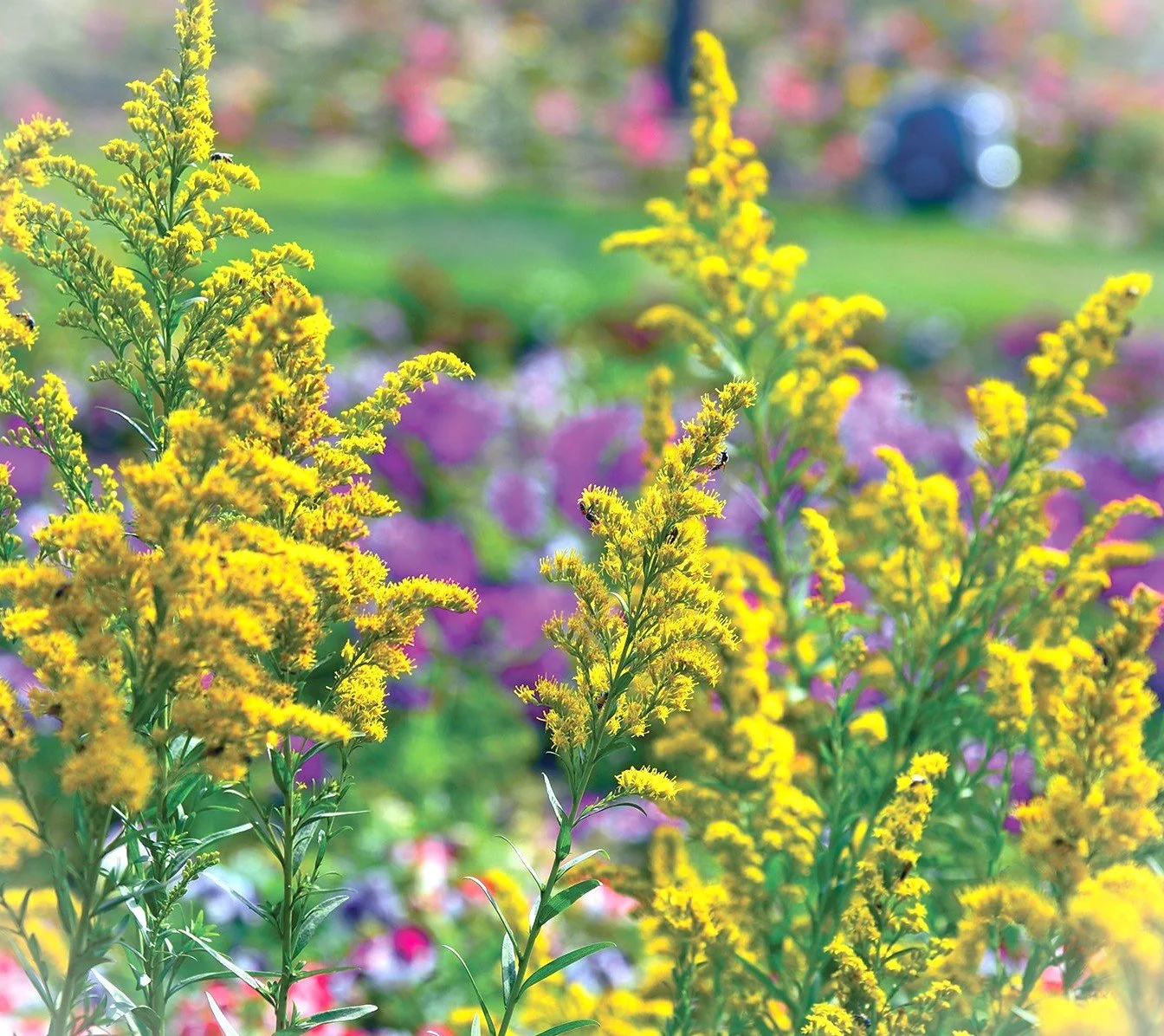 Solidago missouriensis (Prairie Goldenrod) (1 gal)