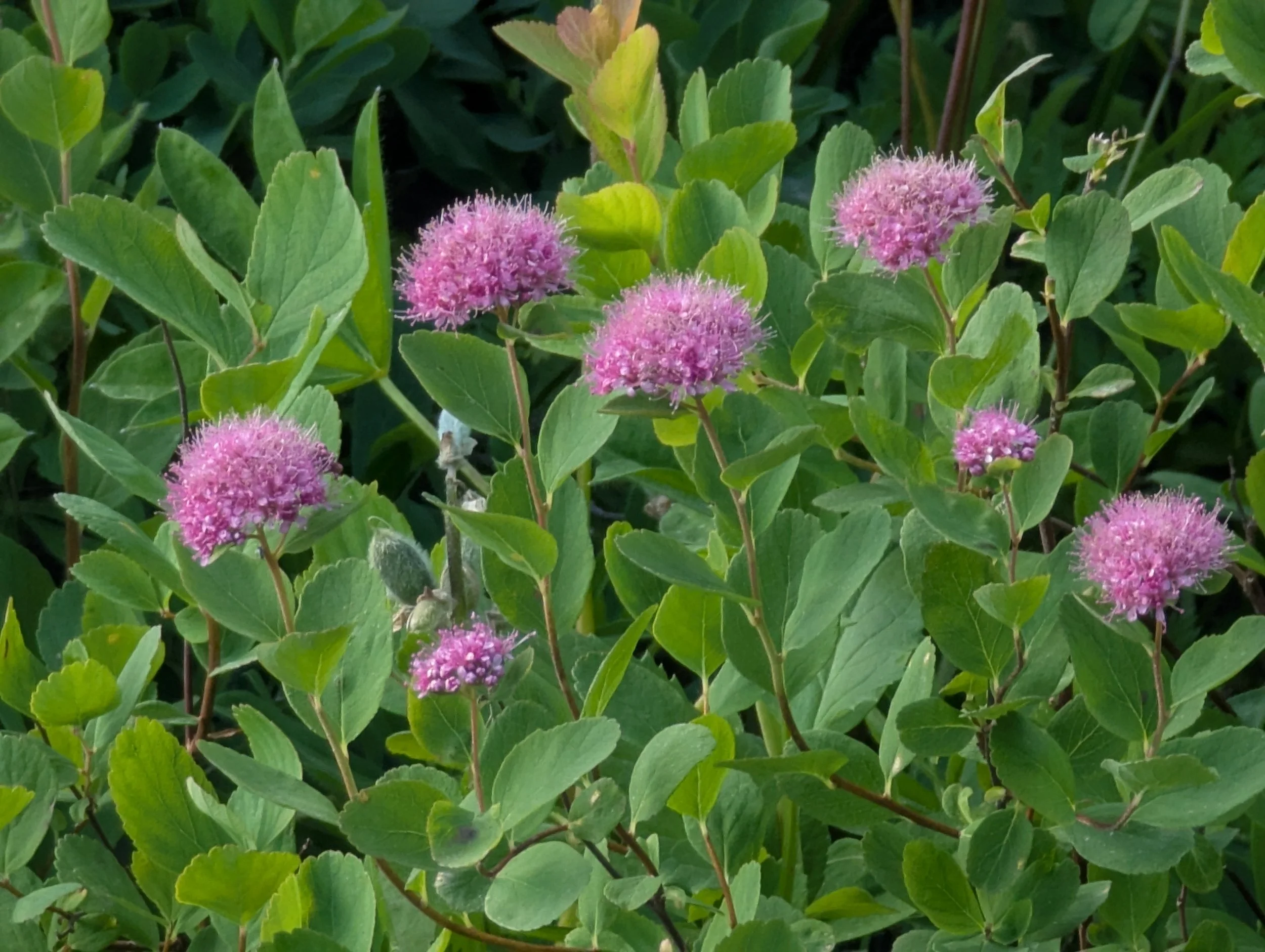 Spiraea splendens (Subalpine Spirea) 1 gal