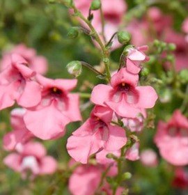 Diascia integerrima 'Coral Canyon' (Coral Canyon Twinspur)