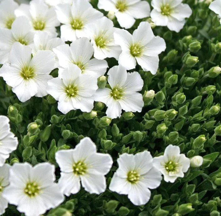 Arenaria montana (Mountain Sandwort)