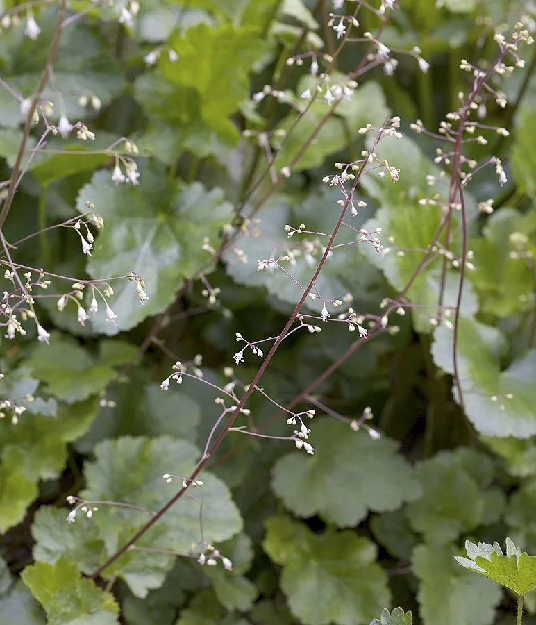 Heuchera micrantha (Small-flowered alumroot) 4"