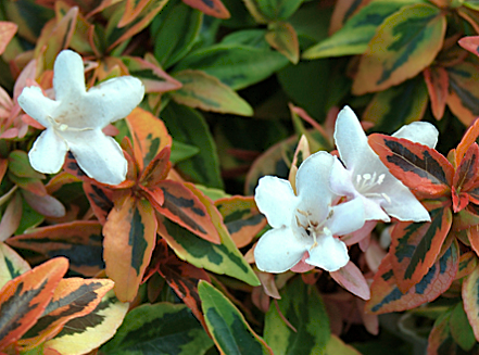 abelia kaleidoscope flowers 2.png
