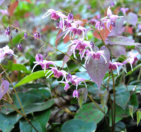 Epimedium grandiflorum 'Pretty in Pink' (Pretty in Pink Barrenwort) 1 gal