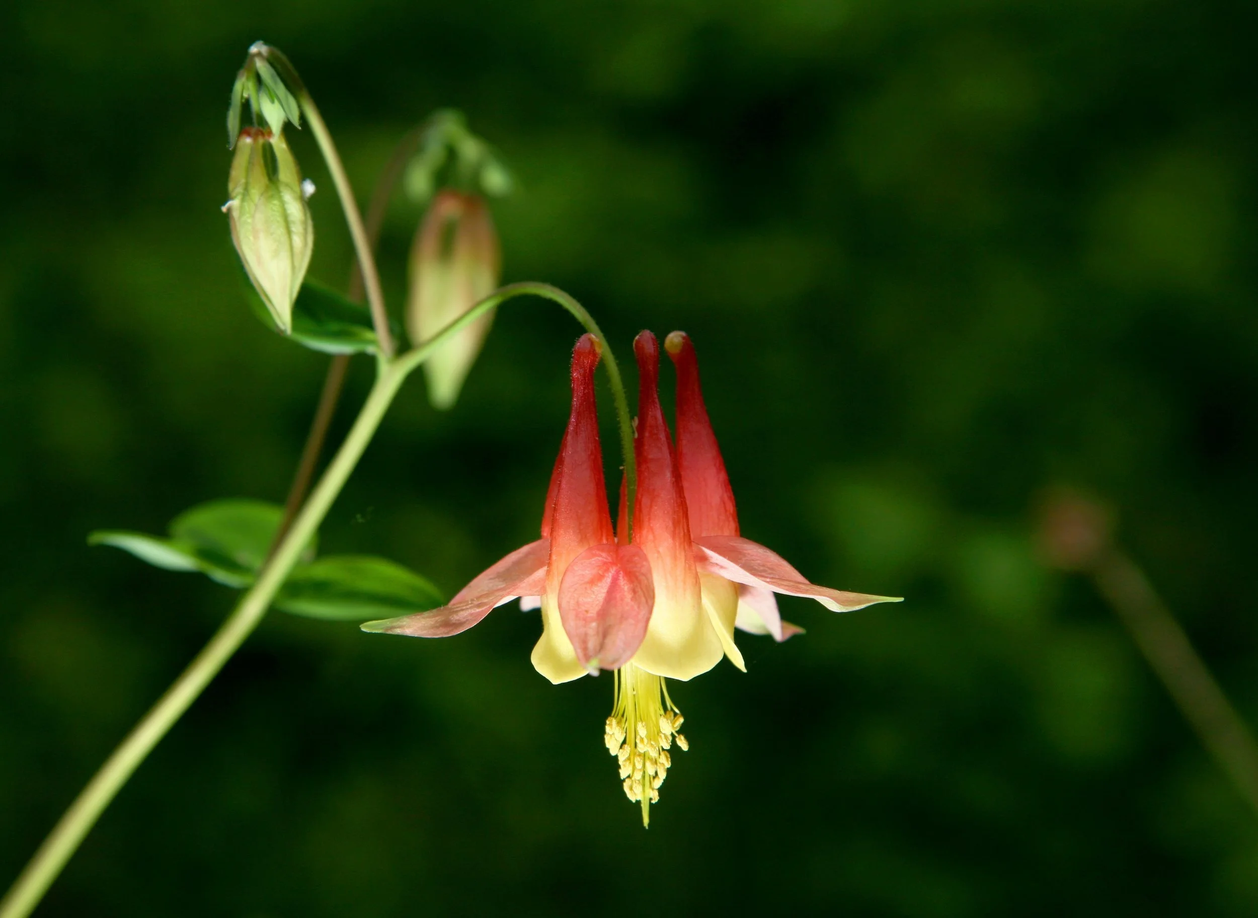 Aquilegia formosa (Red Columbine) 4"