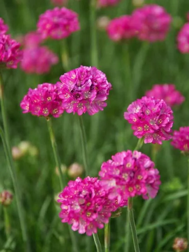 Armeria maritima 'Dusseldorf Pride' (Dusseldorf Pride Sea Thrift) 4"