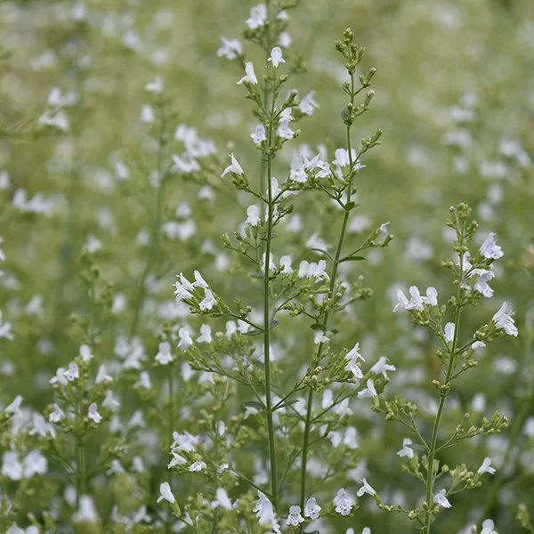 Calamintha nepeta (Calamint) (1 Qt)
