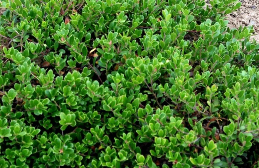 Arctostaphylos uva-ursi (Kinnikinnick) 1 gal